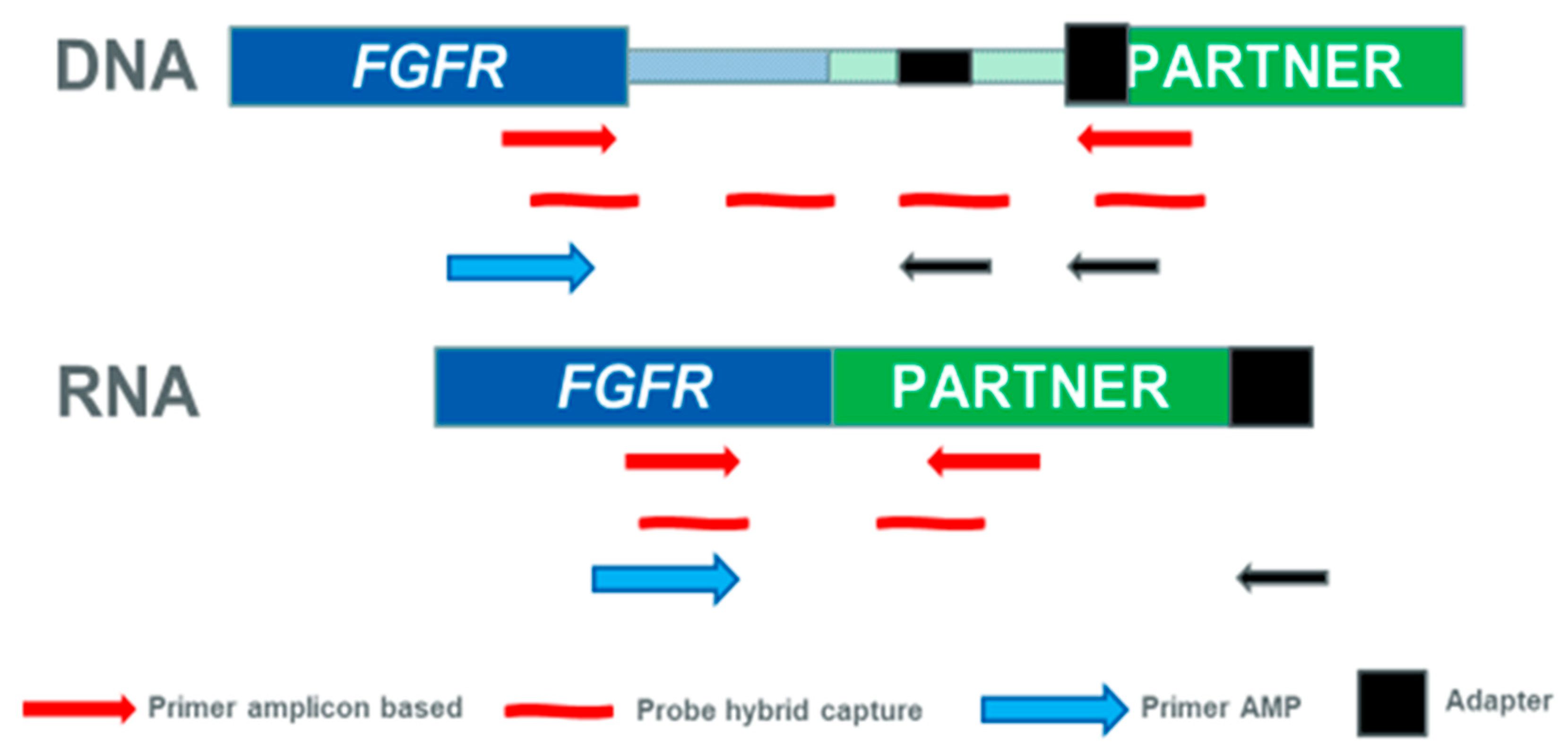 Ijms Free Full Text Fgfr Fusions In Cancer From Diagnostic Approaches To Therapeutic Intervention Html