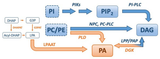 Beyond Lipid Signaling: Pleiotropic Effects of