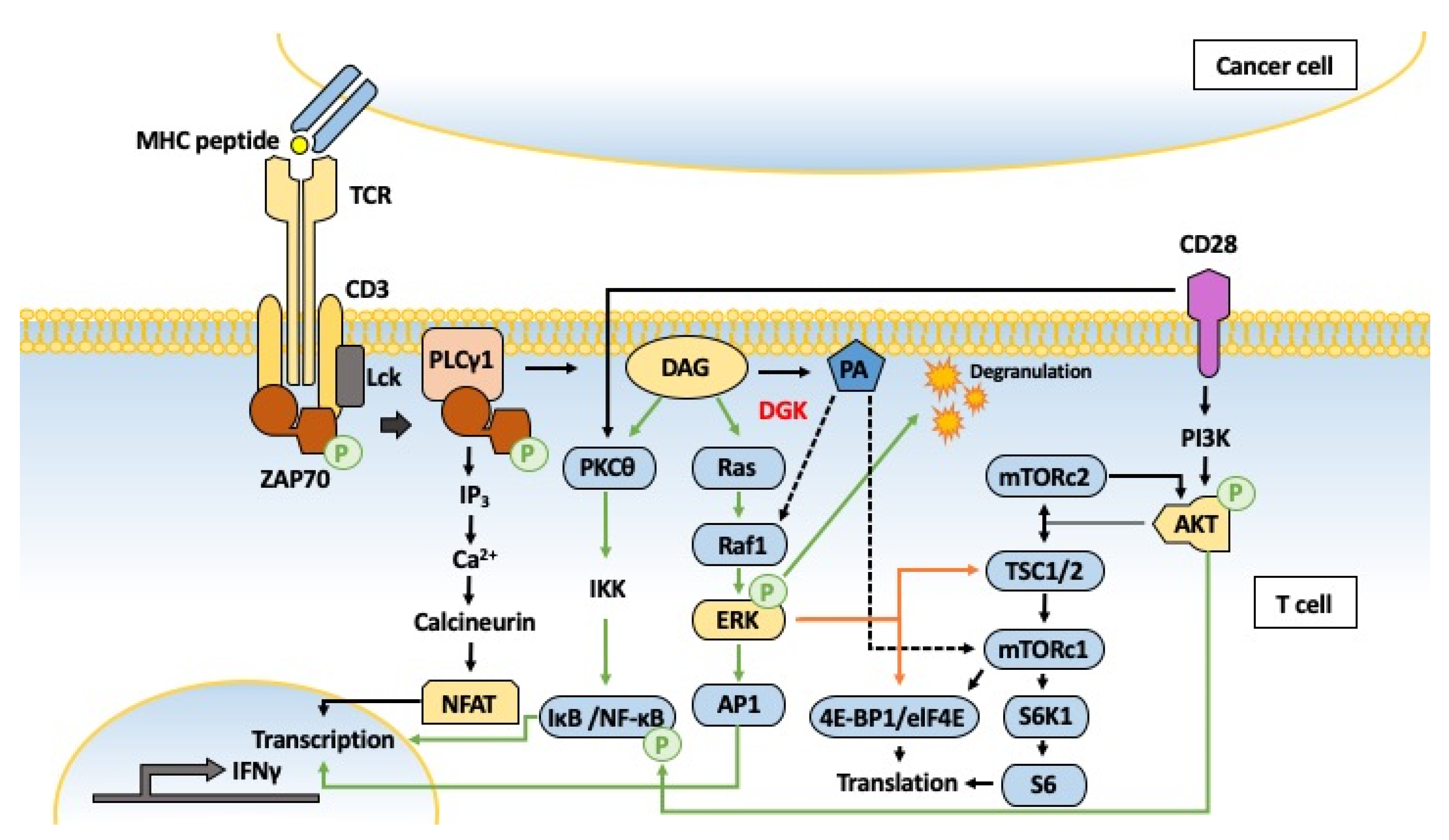 IJMS | Free Full-Text | Beyond Lipid Signaling: Pleiotropic Effects of  Diacylglycerol Kinases in Cellular Signaling