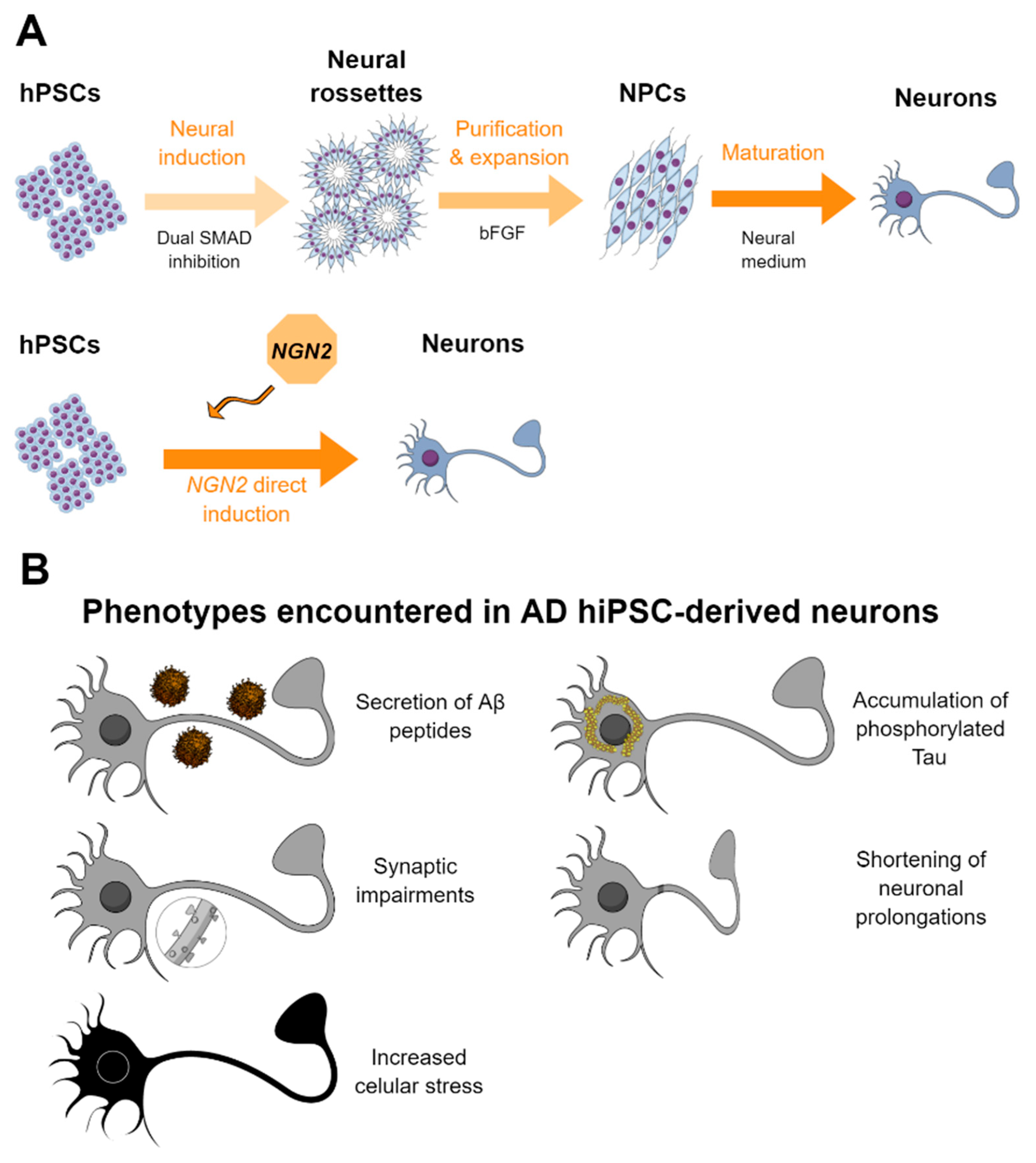 Ijms Free Full Text Human Pluripotent Stem Cell Derived Neural Cells As A Relevant Platform For Drug Screening In Alzheimer S Disease Html