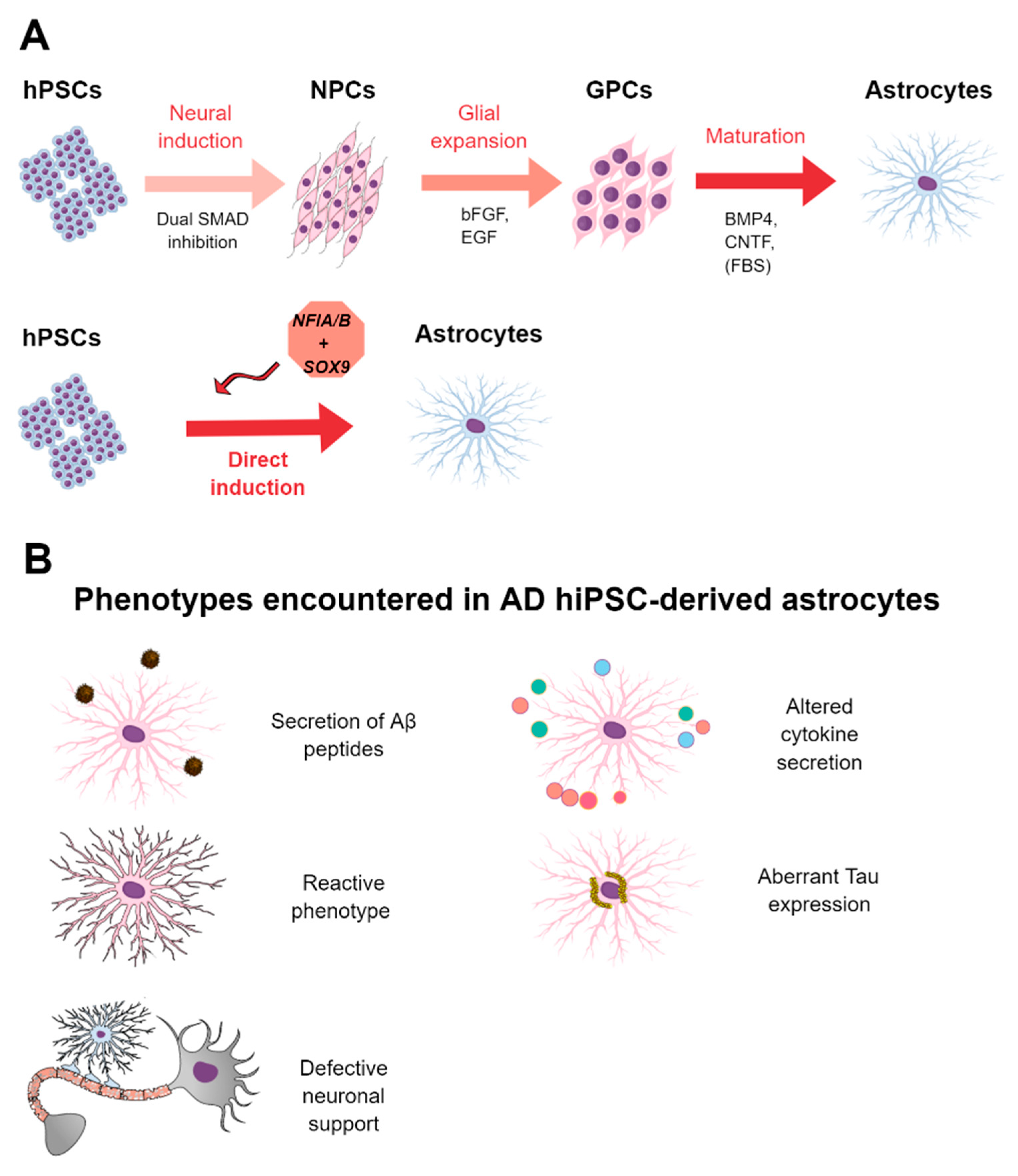 ijms free full text human pluripotent stem cell derived neural cells as a relevant platform for drug screening in alzheimer s disease html