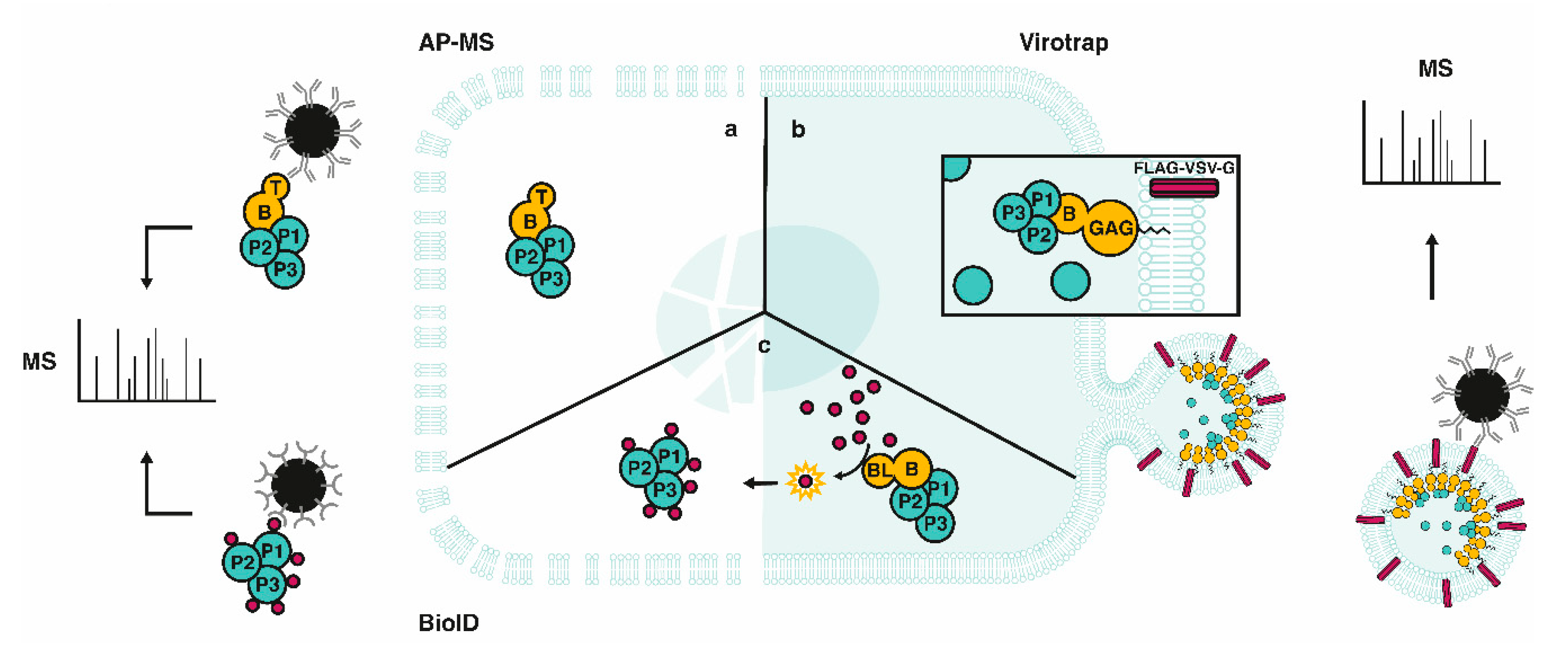 Ijms 21 06891 g002 Ijms 21 06891 g002