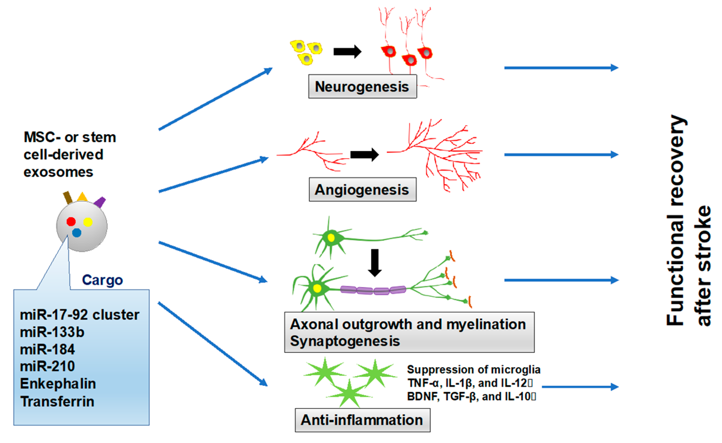 Ijms 21 06894 g002 Ijms 21 06894 g002