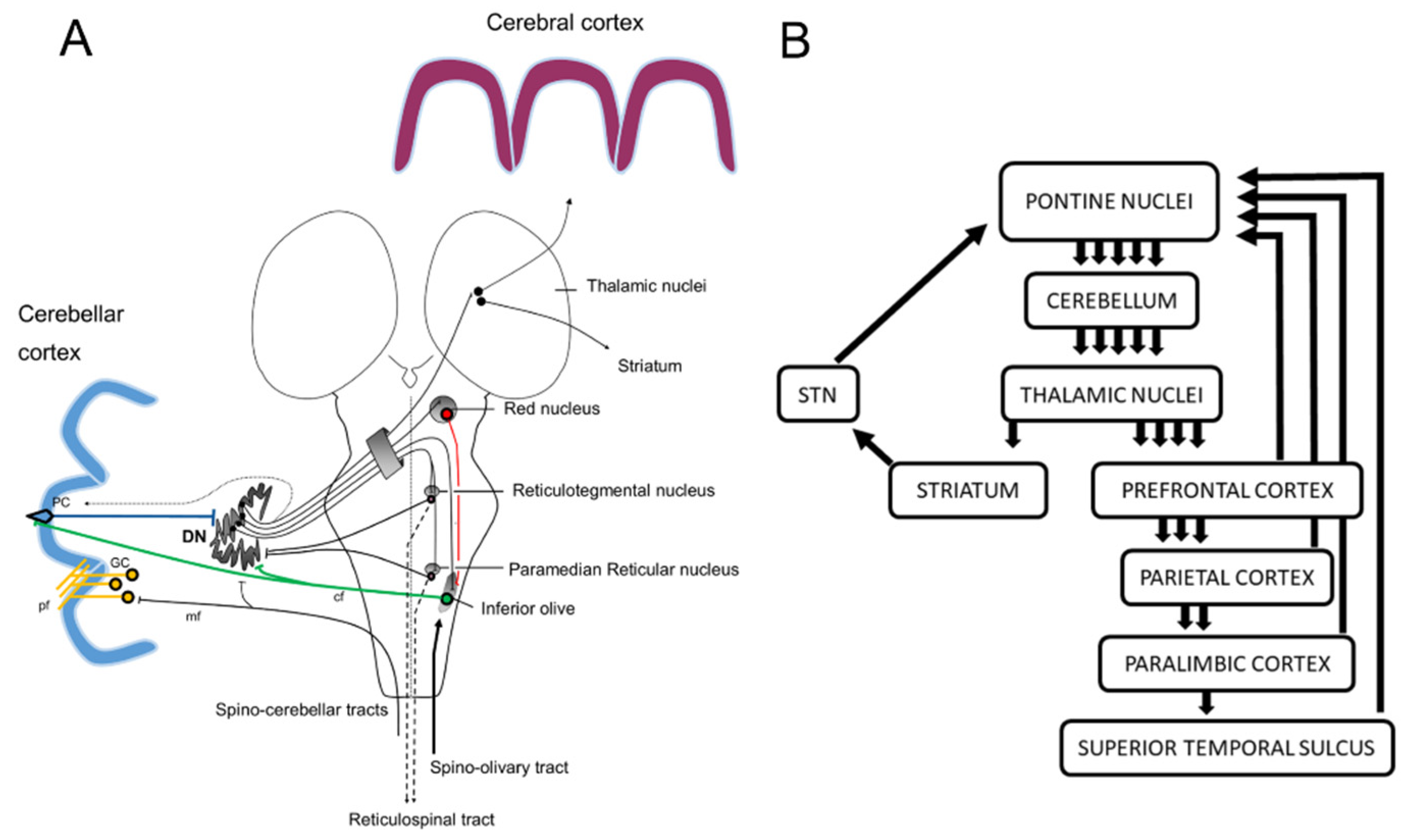 Ijms 21 06900 g002 Ijms 21 06900 g002