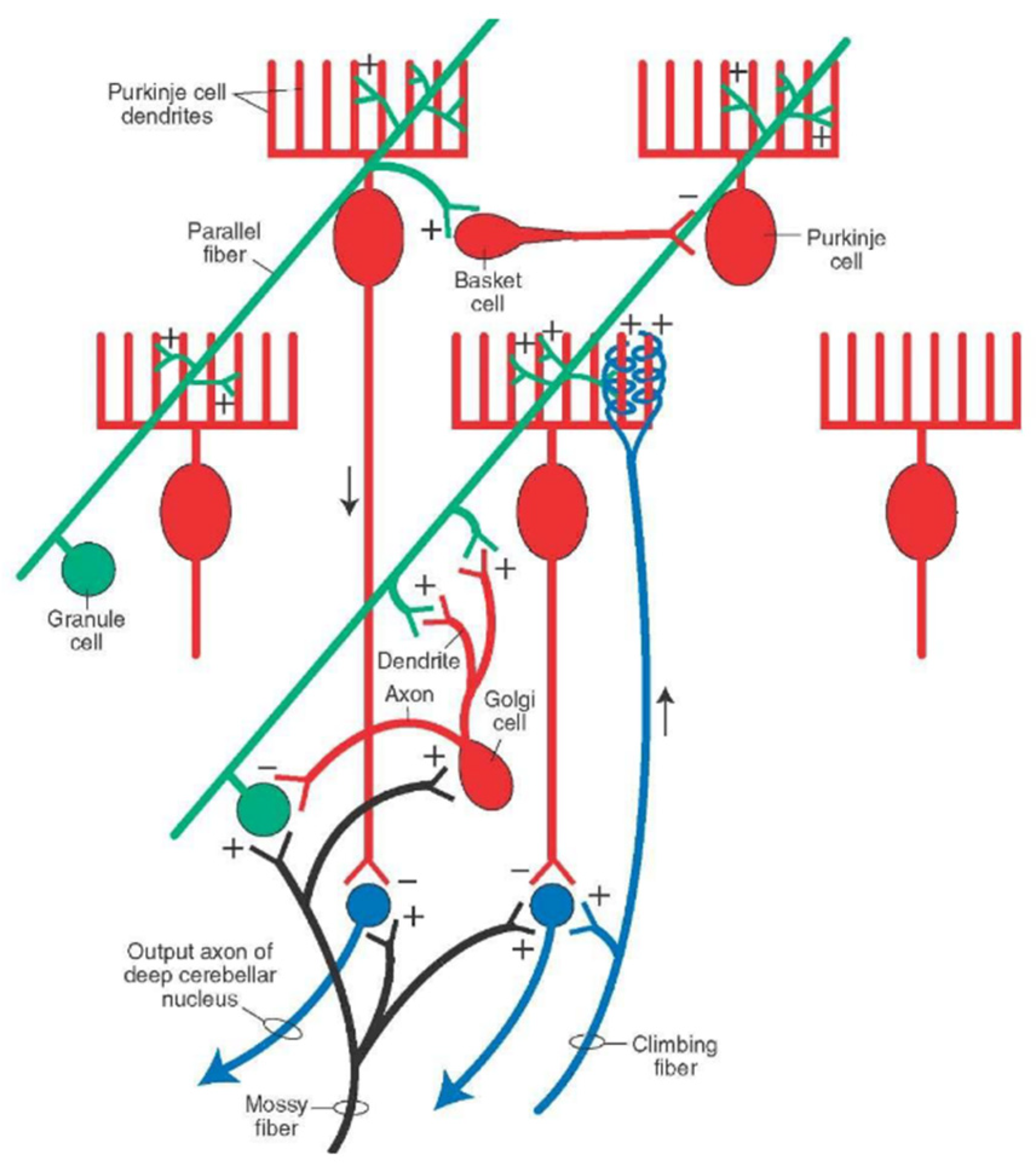 Ijms 21 06900 g004 Ijms 21 06900 g004