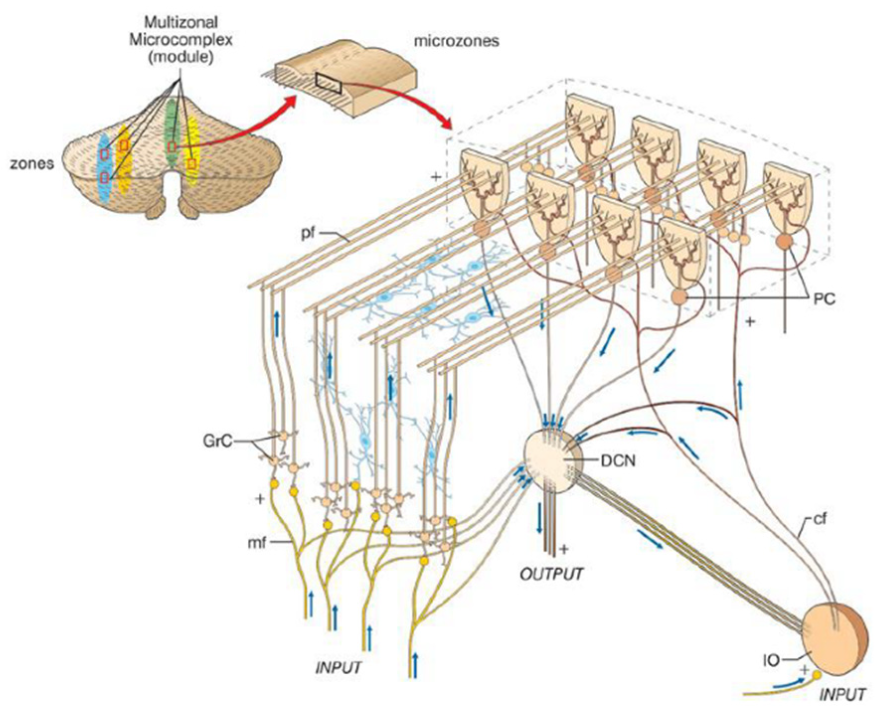 Ijms 21 06900 g005 Ijms 21 06900 g005