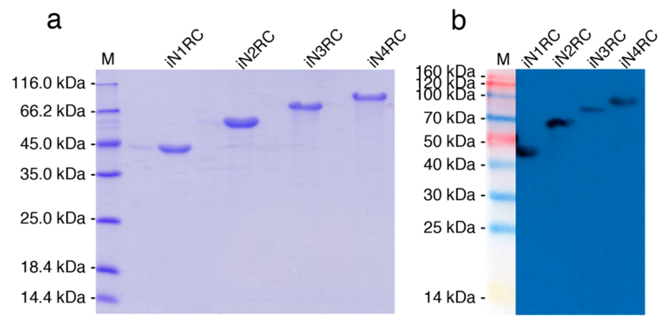 Ijms 21 06905 g001 Ijms 21 06905 g001