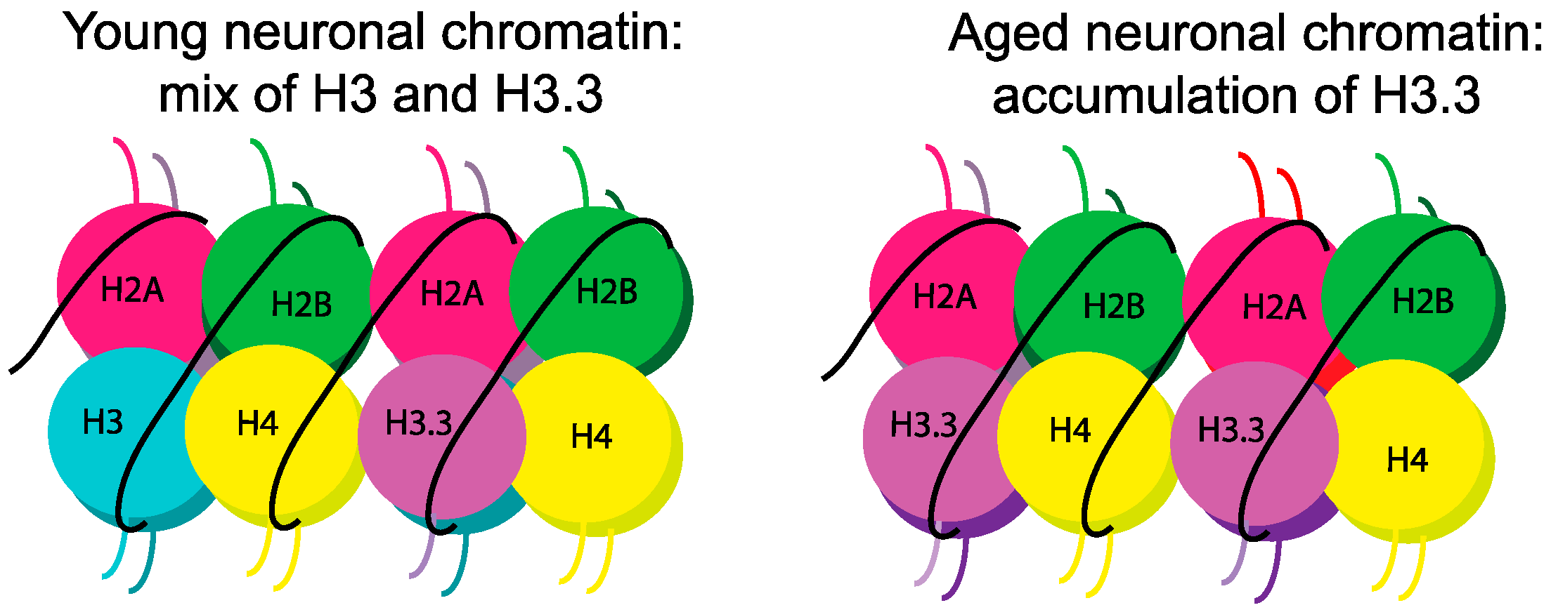 Ijms 21 06918 g003 Ijms 21 06918 g003