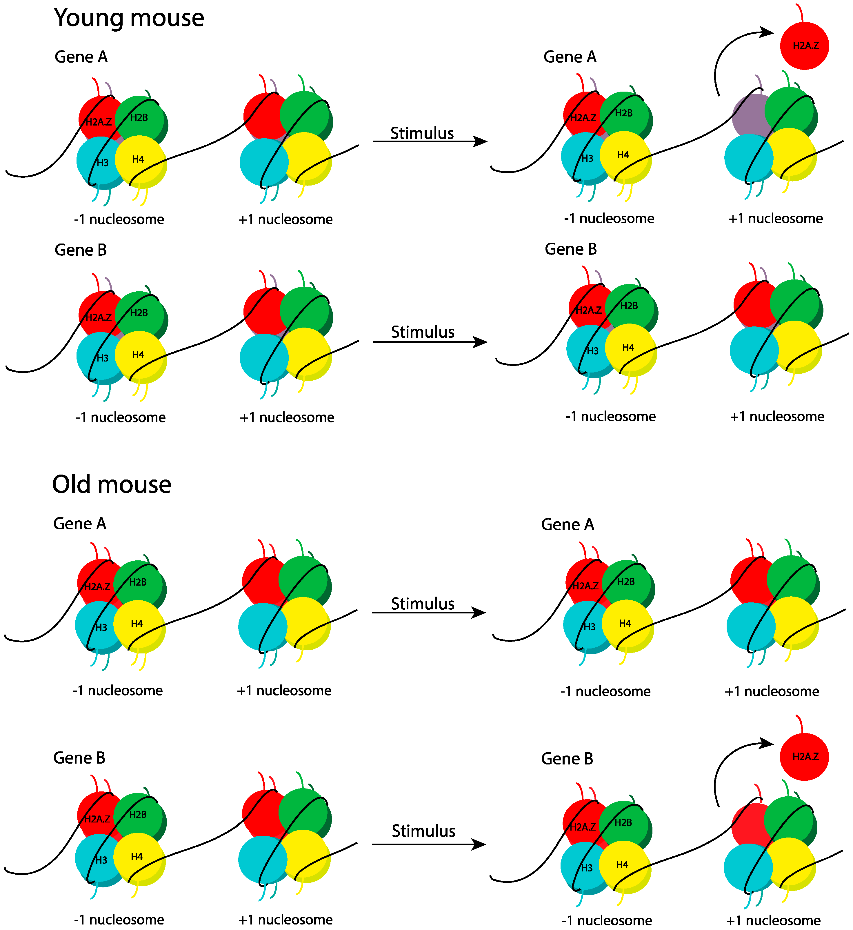 Ijms 21 06918 g004 Ijms 21 06918 g004