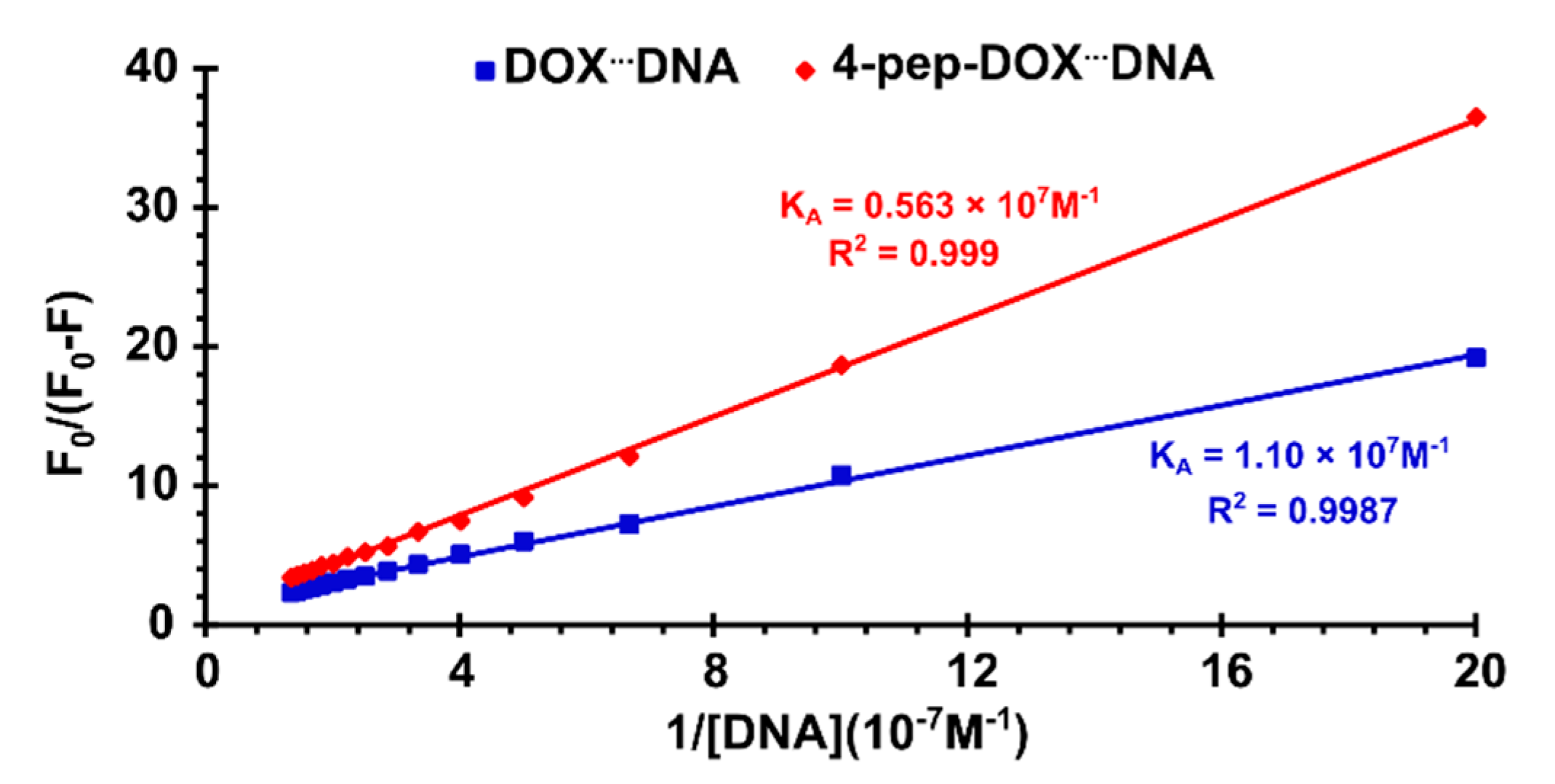 Ijms Free Full Text The Product Of Matrix Metalloproteinase Cleavage Of Doxorubicin Conjugate For Anticancer Drug Delivery Calorimetric Spectroscopic And Molecular Dynamics Studies On Peptide Doxorubicin Binding To Dna Html