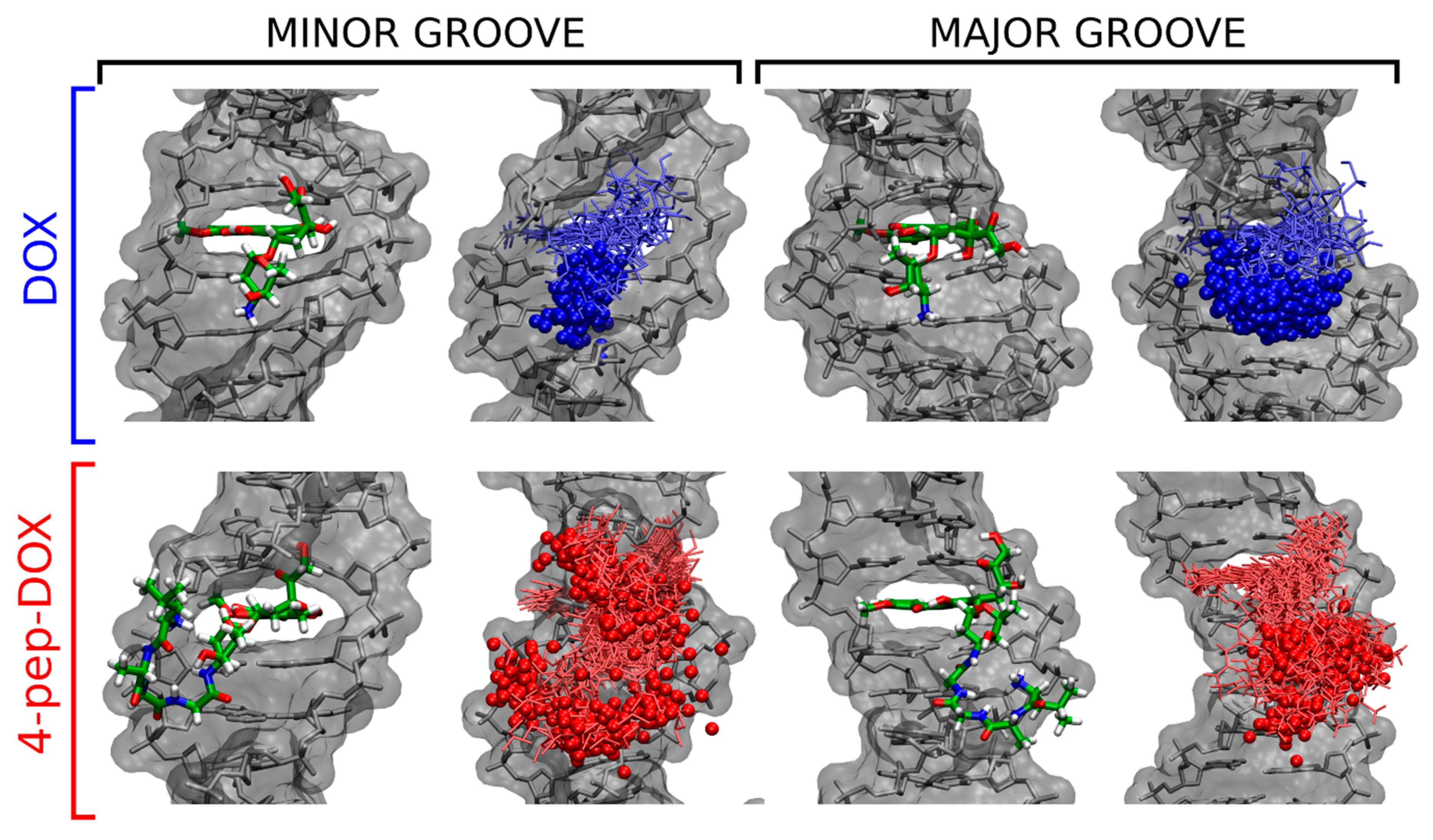 Ijms Free Full Text The Product Of Matrix Metalloproteinase Cleavage Of Doxorubicin Conjugate For Anticancer Drug Delivery Calorimetric Spectroscopic And Molecular Dynamics Studies On Peptide Doxorubicin Binding To Dna Html