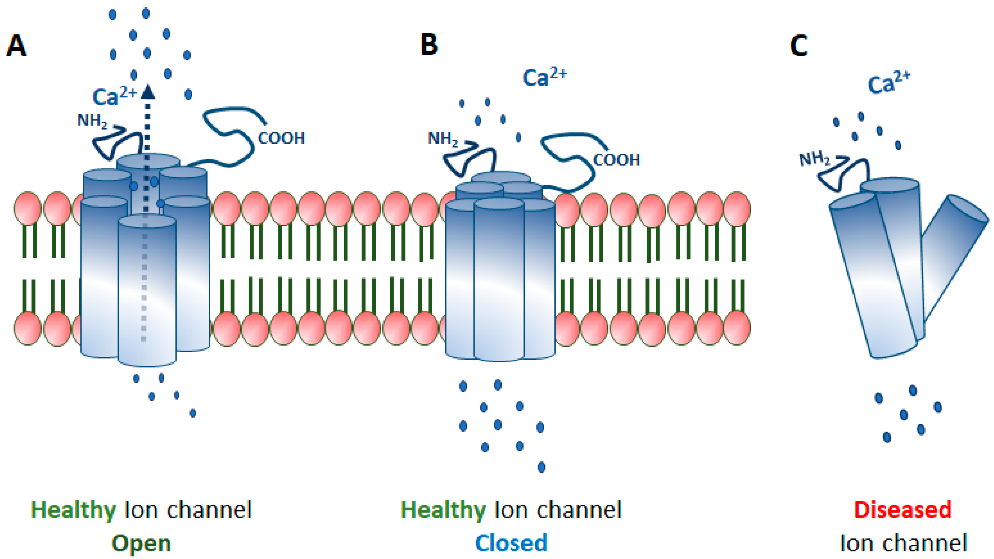 voltage gated ion channels animation