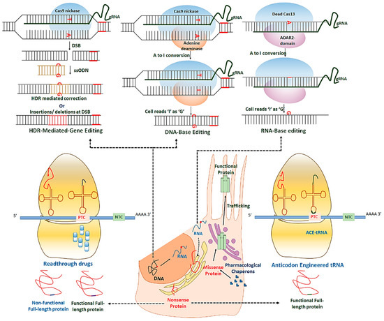 Ijms 21 06925 g007 550