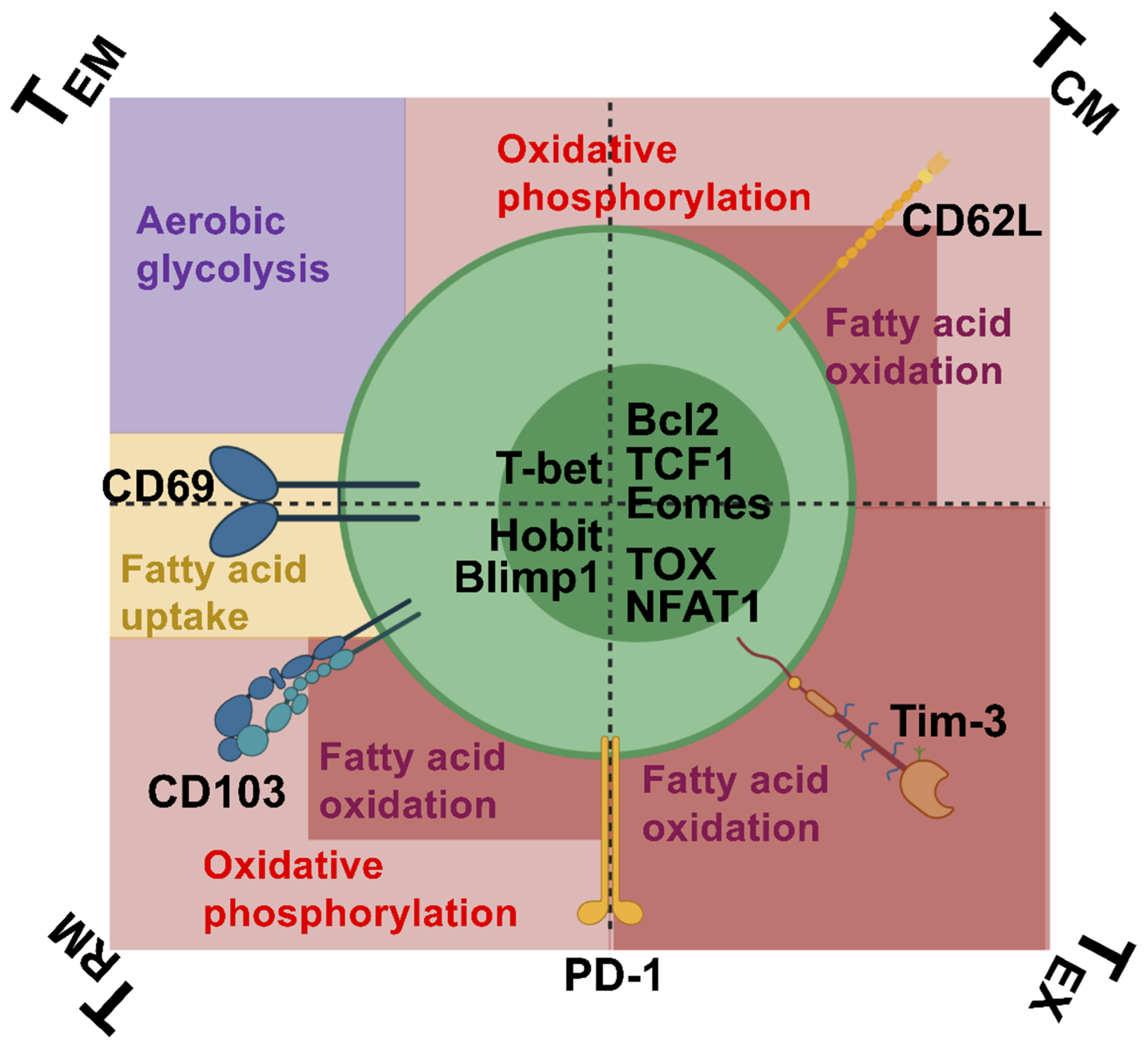 Ijms 21 06966 g001 Ijms 21 06966 g001