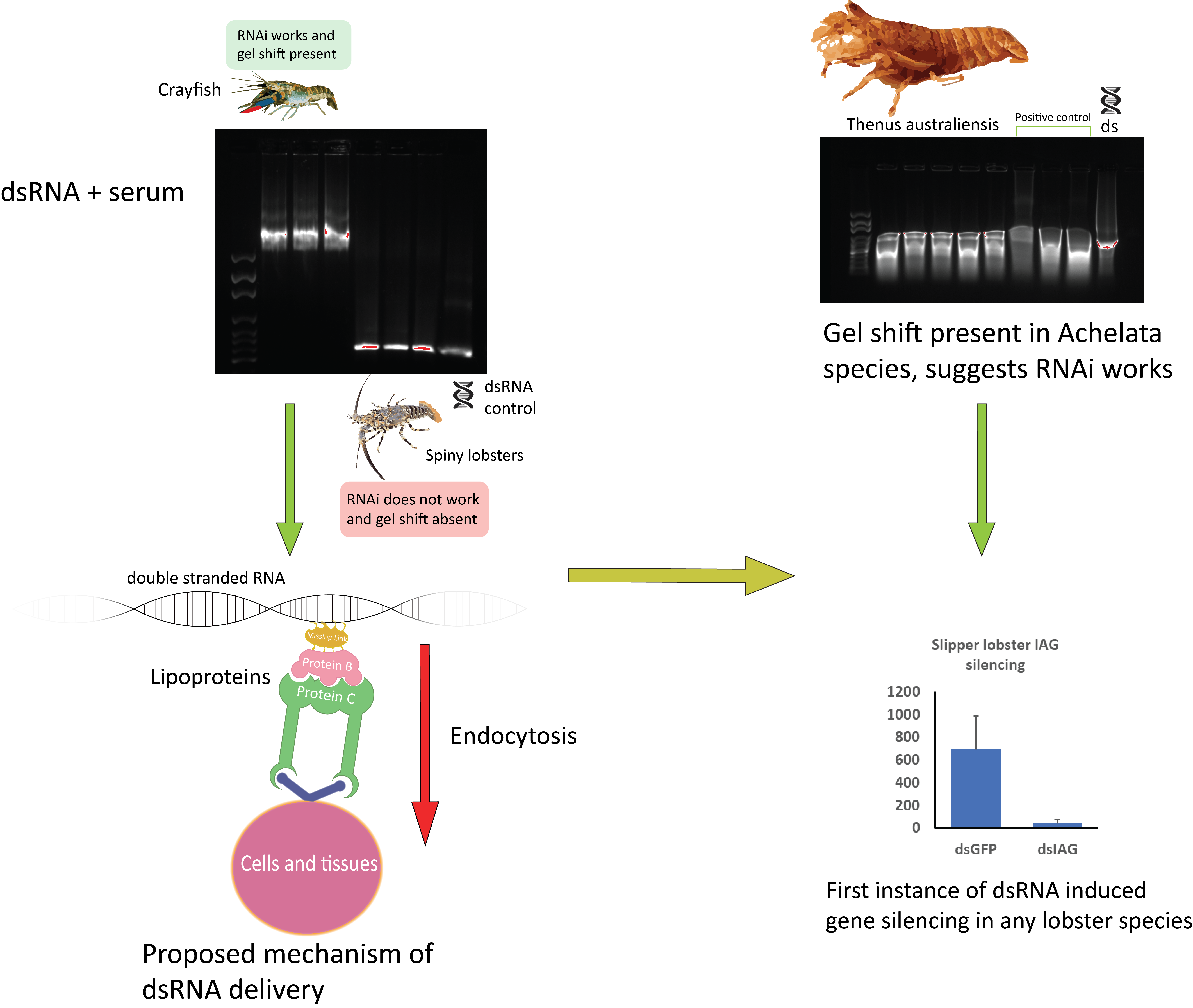 Ijms Free Full Text Double Stranded Rna Binding Proteins In Serum Contribute To Systemic Rnai Across Phyla Towards Finding The Missing Link In Achelata Ijms Free Full Text Double Stranded Rna Binding Proteins In Serum Contribute To Systemic Rnai Across Phyla Towards Finding The Missing Link In Achelata