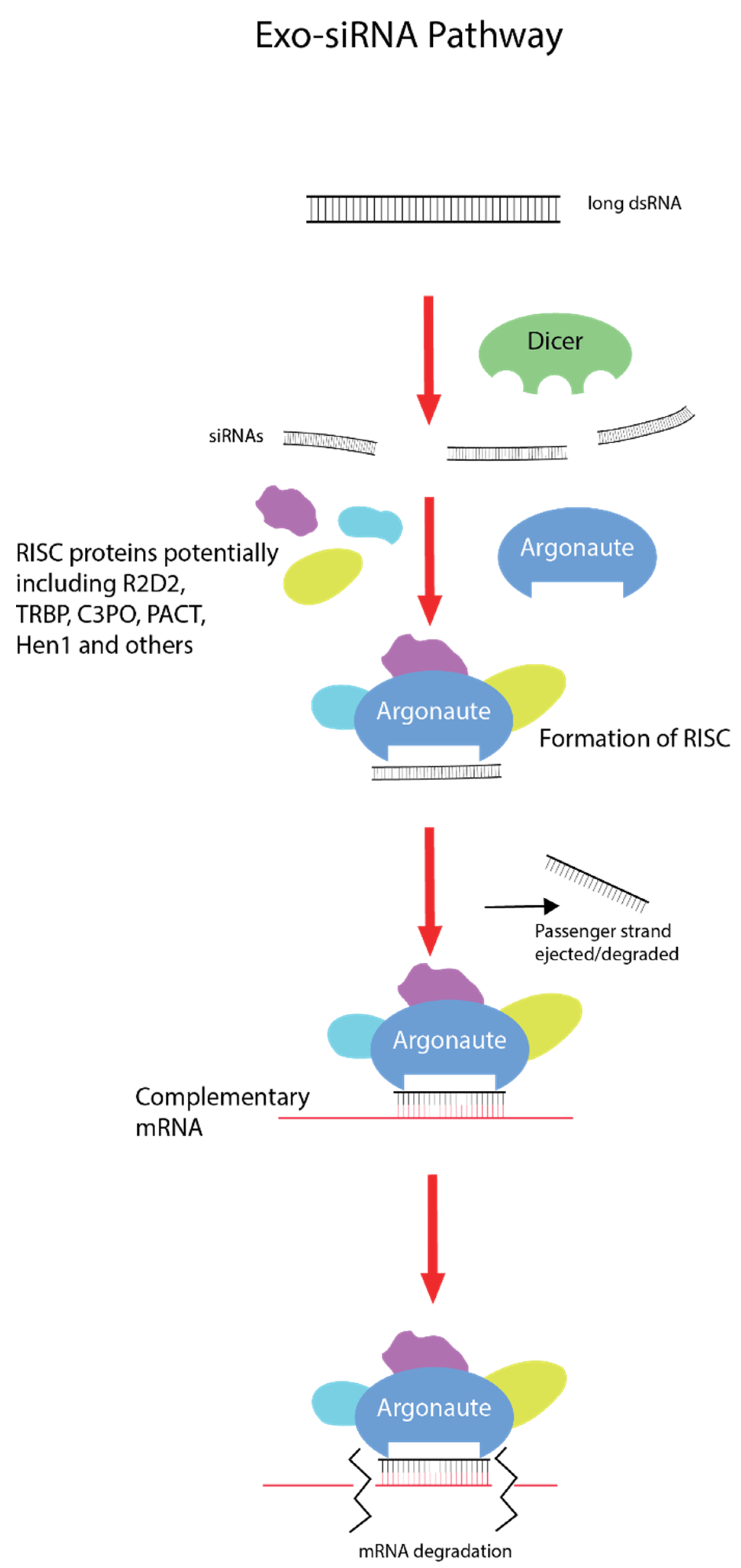 Ijms Free Full Text Double Stranded Rna Binding Proteins In Serum Contribute To Systemic Rnai Across Phyla Towards Finding The Missing Link In Achelata Html Ijms Free Full Text Double Stranded Rna Binding Proteins In Serum Contribute To Systemic Rnai Across Phyla Towards Finding The Missing Link In Achelata Html