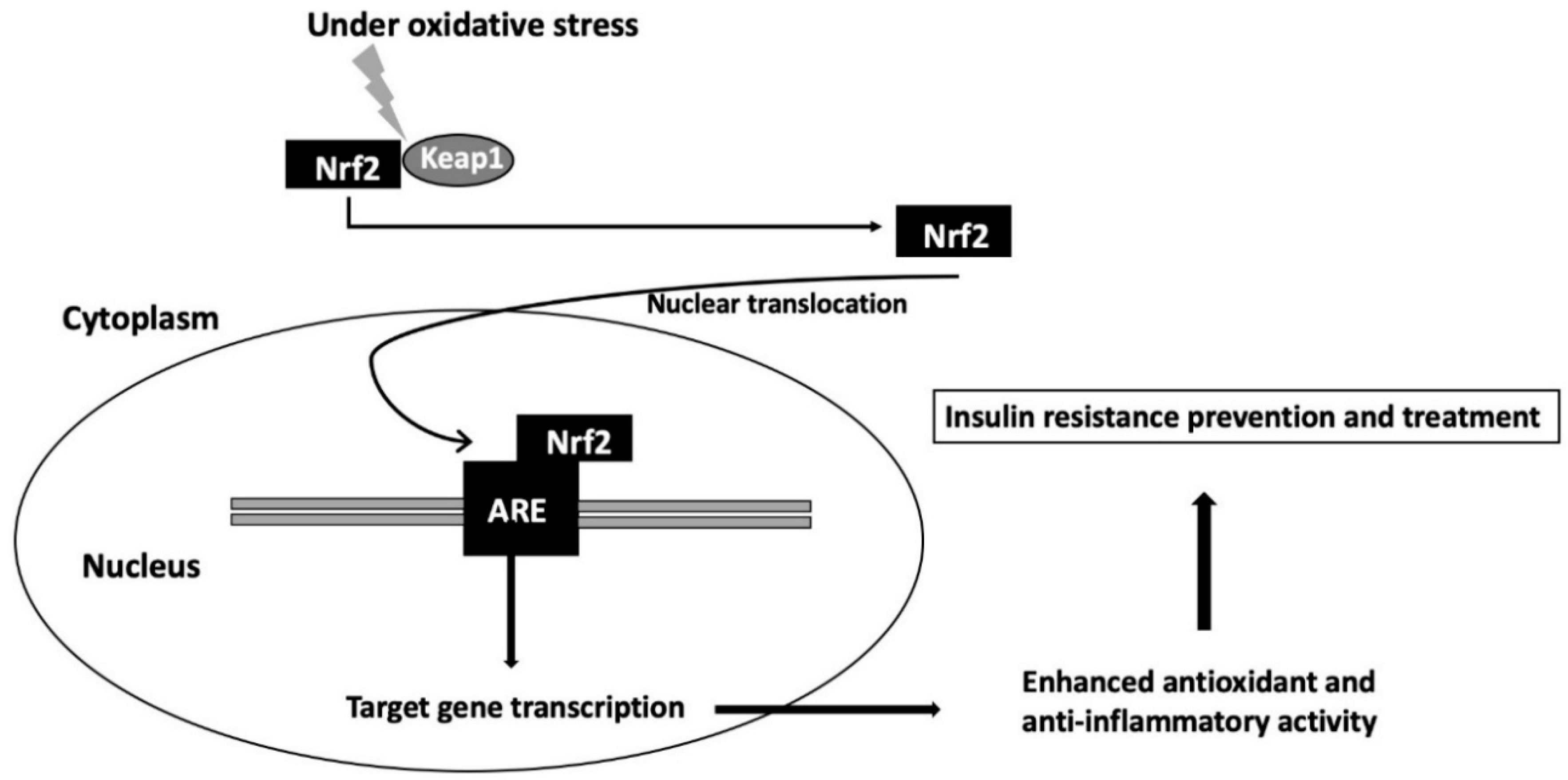 The isoquinoline PRL-295 increases the thermostability of Keap1 and  disrupts its interaction with Nrf2 - ScienceDirect