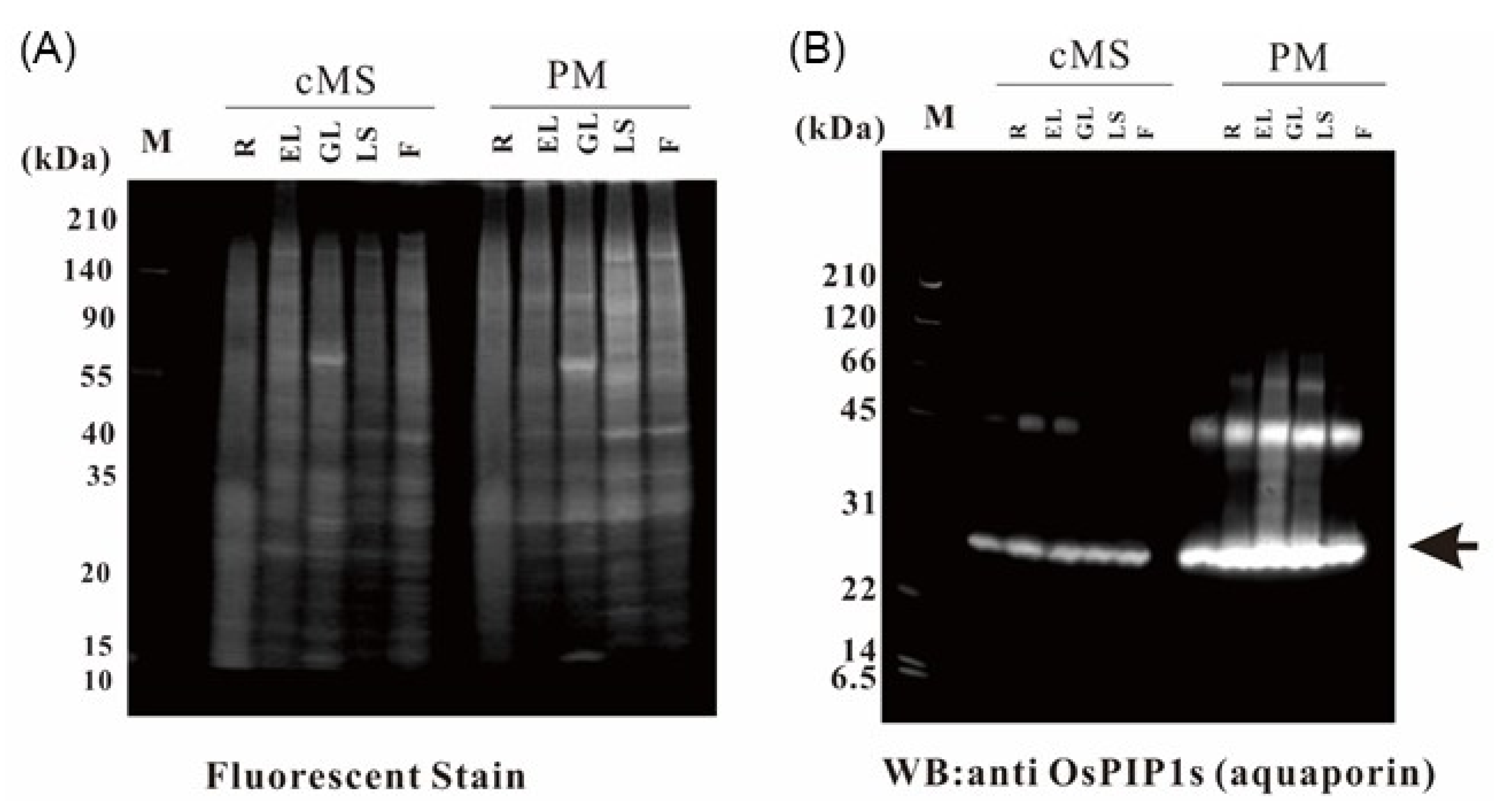 Ijms 21 06988 g002 Ijms 21 06988 g002