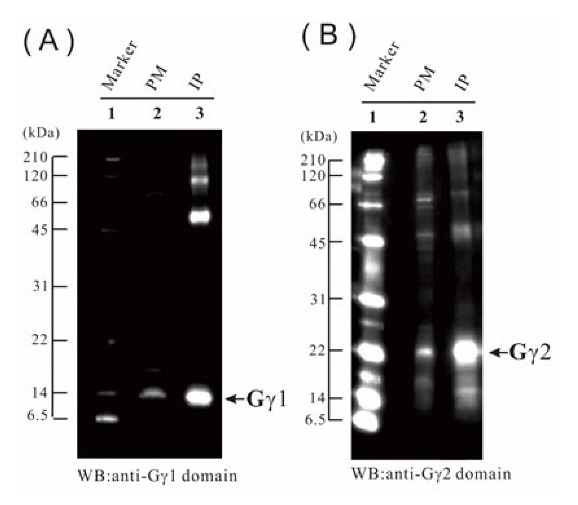 Ijms 21 06988 g008 Ijms 21 06988 g008