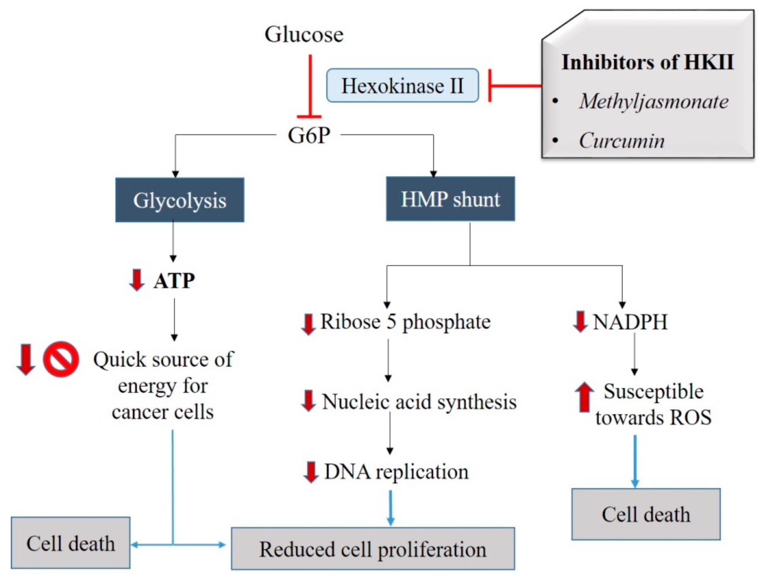 Natural Agents Targeting Mitochondria in Cancer Biology Diagrams