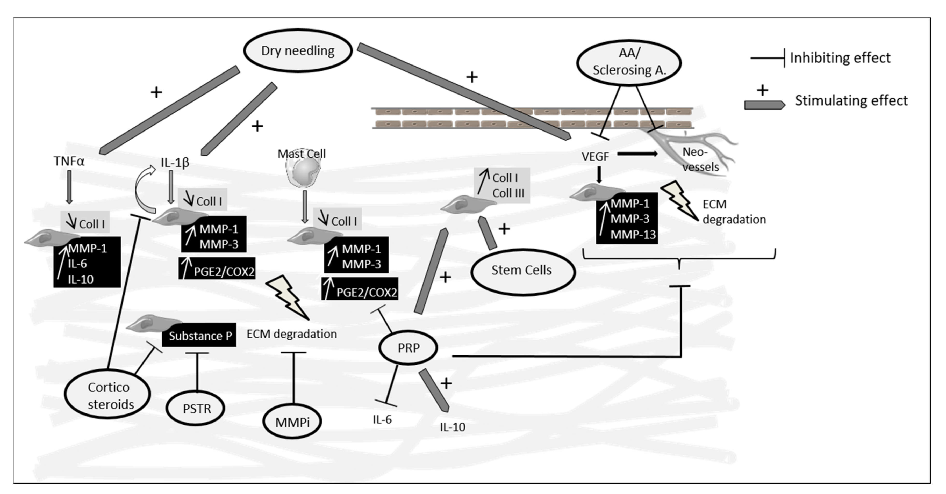 Ijms Free Full Text Molecular And Structural Effects Of Percutaneous Interventions In Chronic Achilles Tendinopathy Html