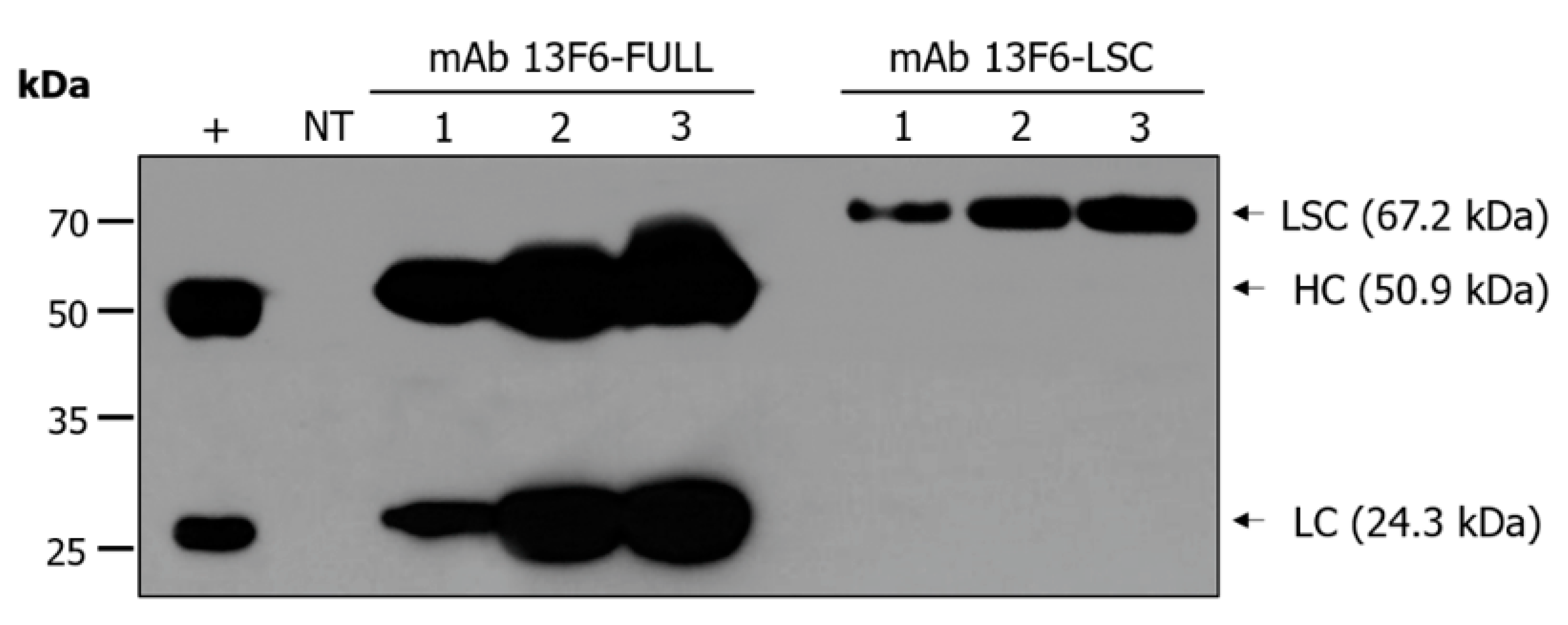 Ijms 21 07007 g003 Ijms 21 07007 g003