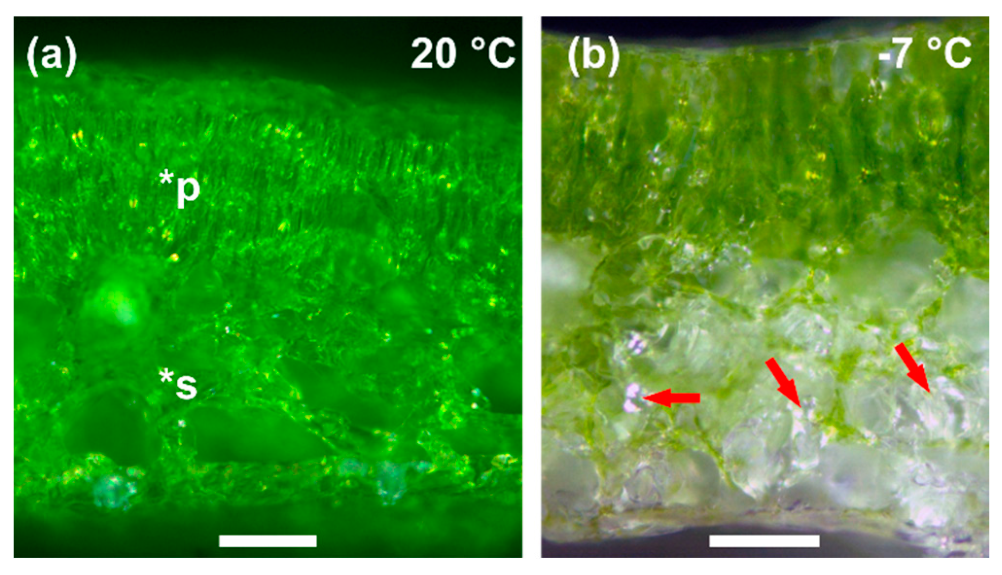 Ijms 21 07042 g003 Ijms 21 07042 g003