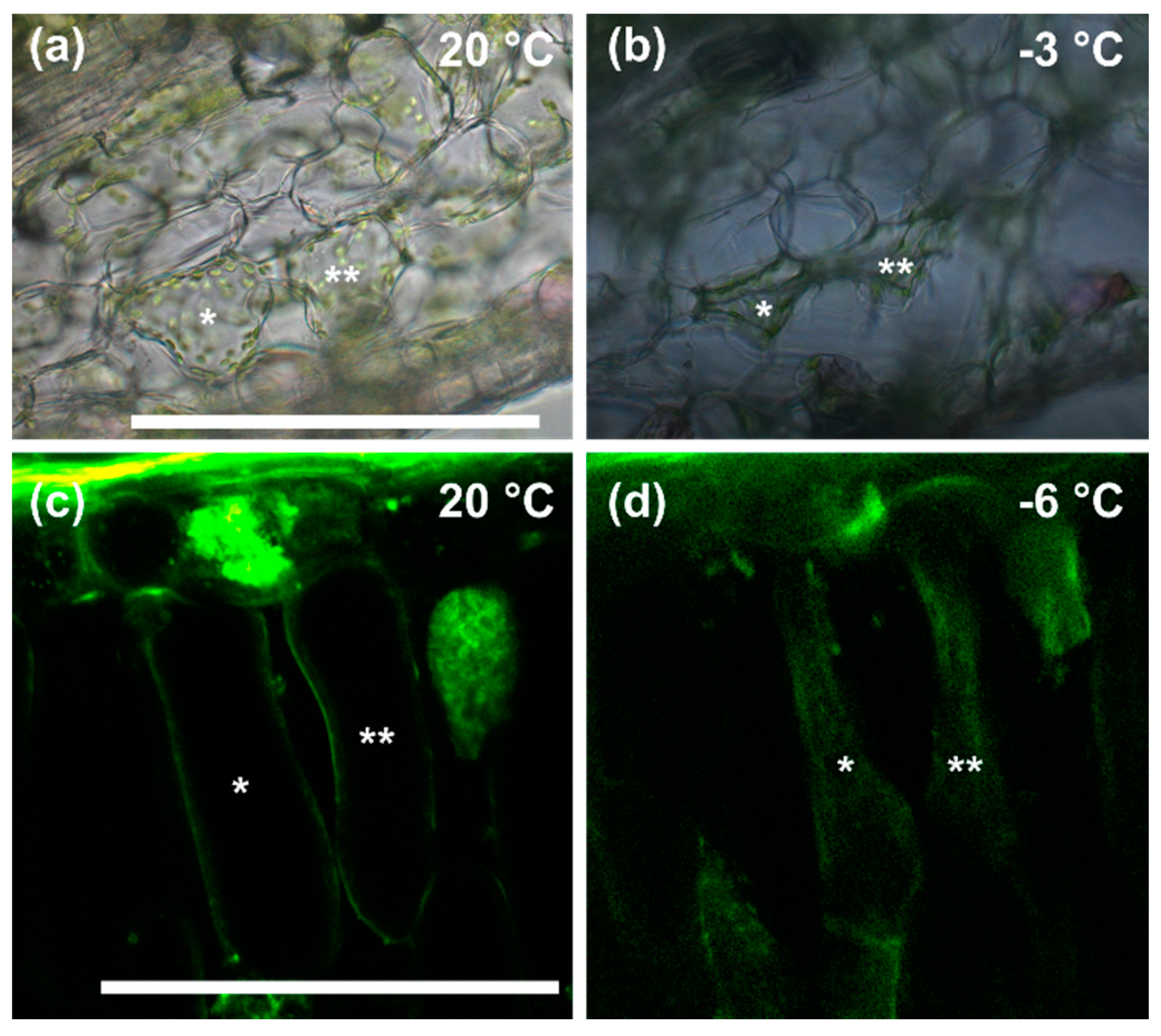 Ijms 21 07042 g004 Ijms 21 07042 g004