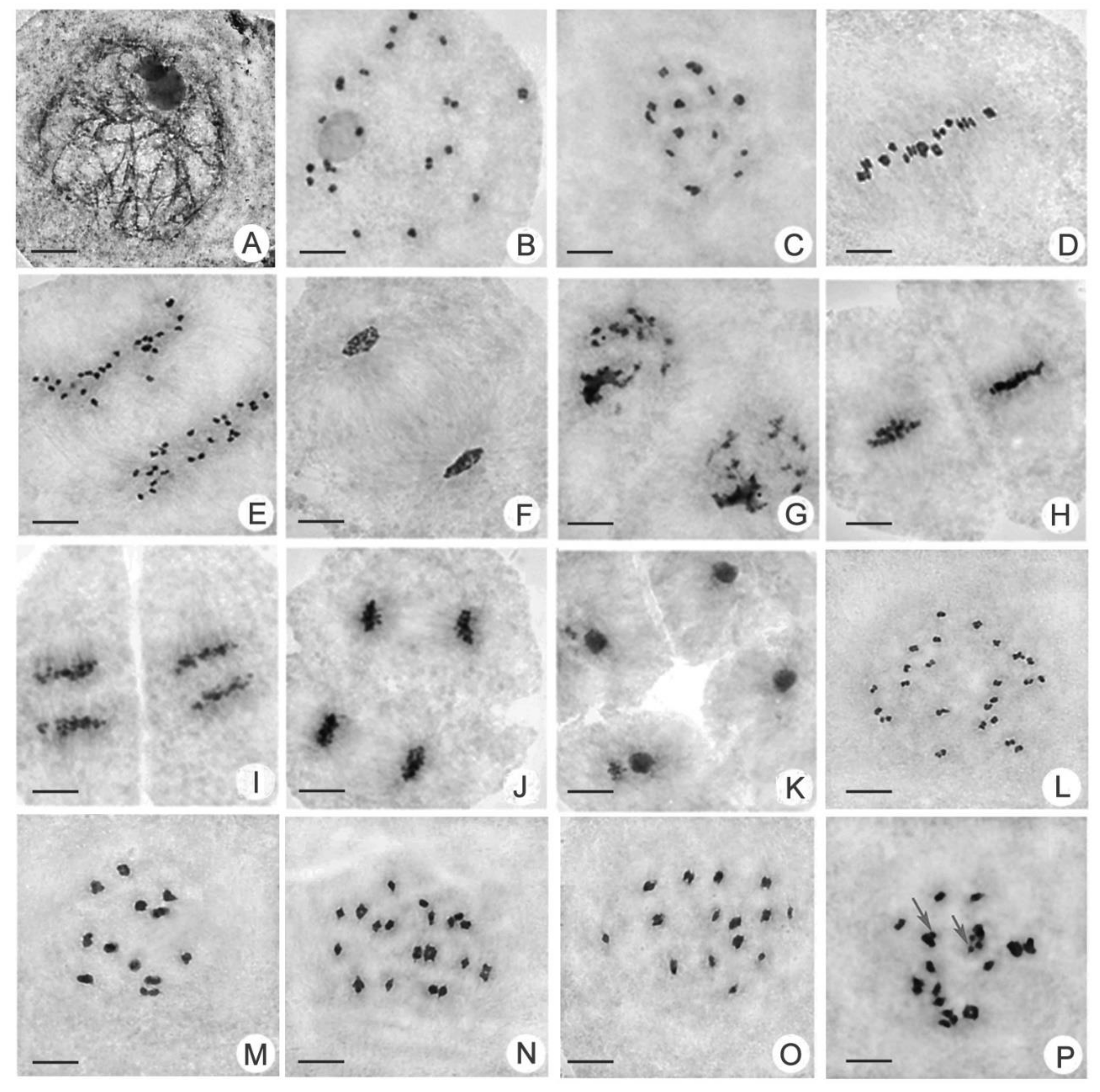 Ijms 21 07046 g003 Ijms 21 07046 g003