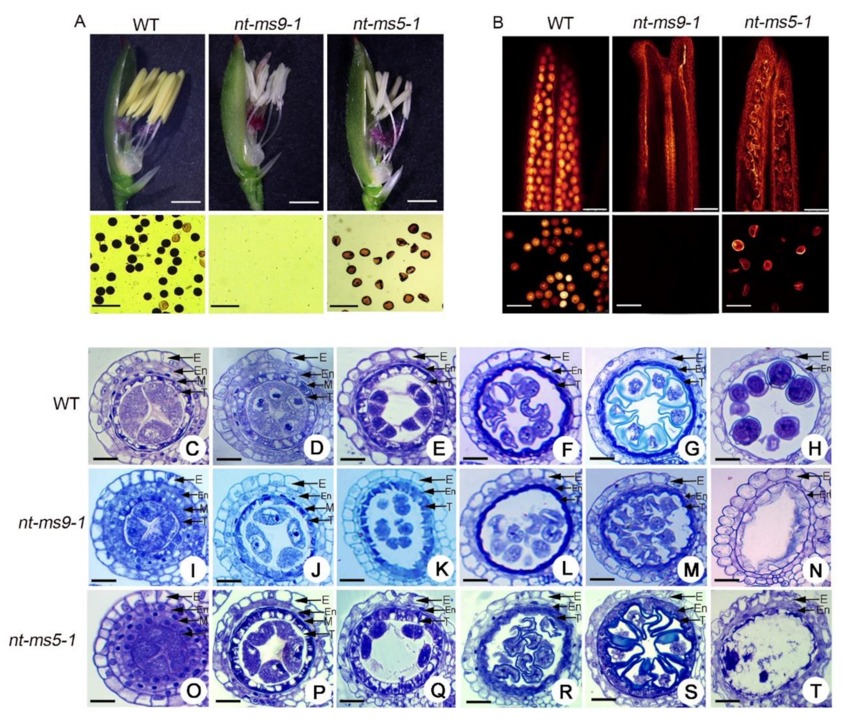 Ijms 21 07046 g007 Ijms 21 07046 g007