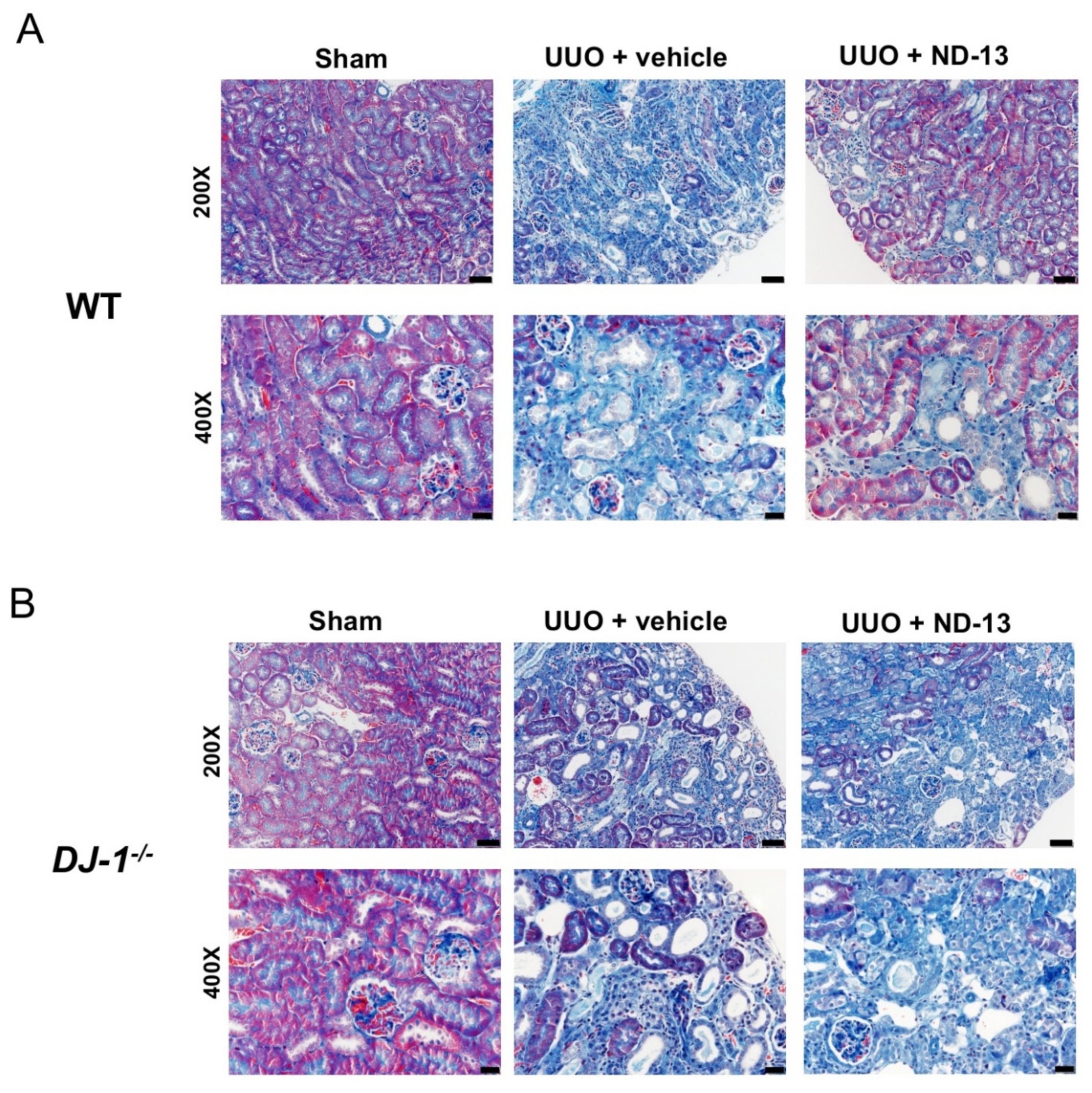 Ijms 21 07048 g003 Ijms 21 07048 g003