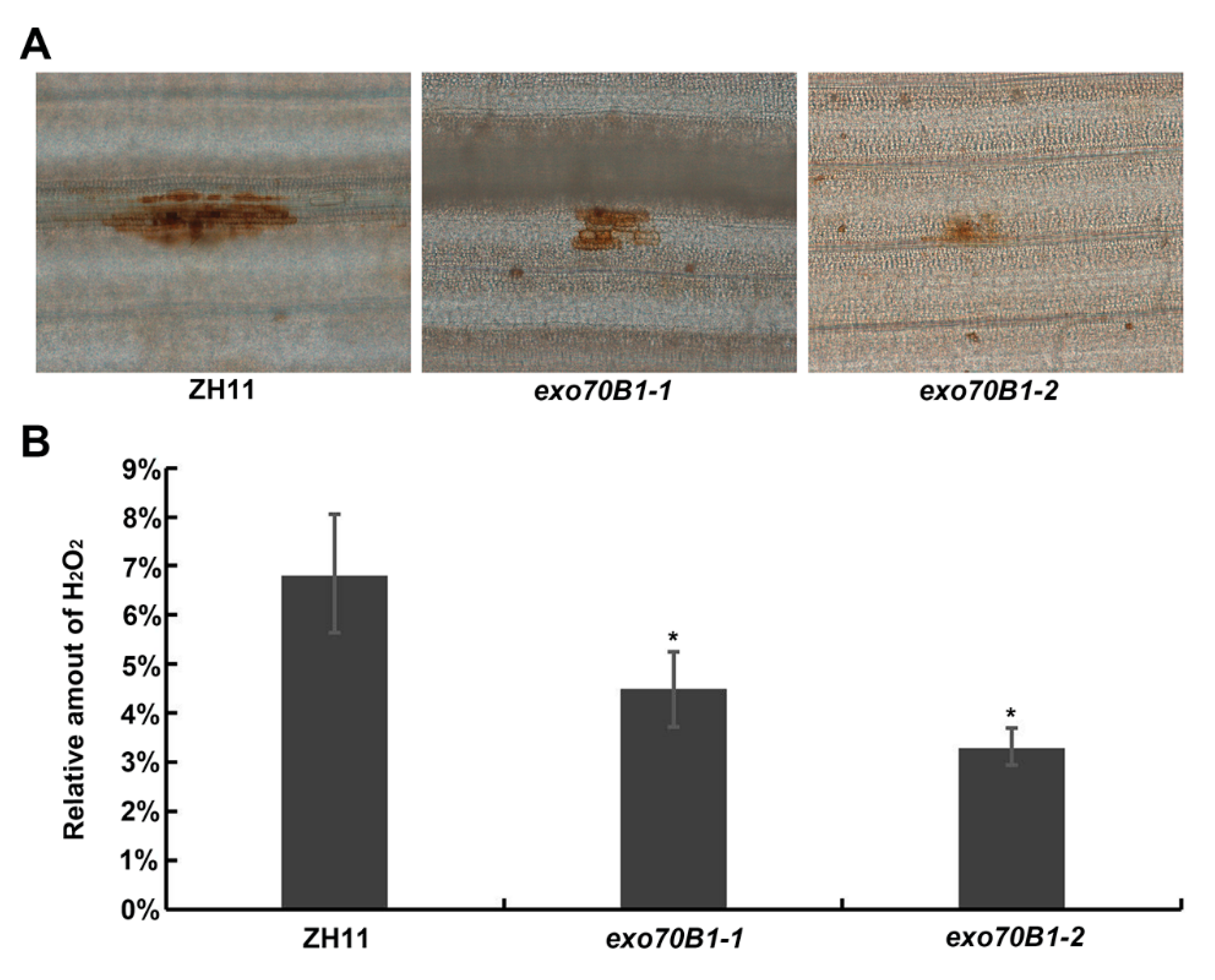 Ijms 21 07049 g005 Ijms 21 07049 g005