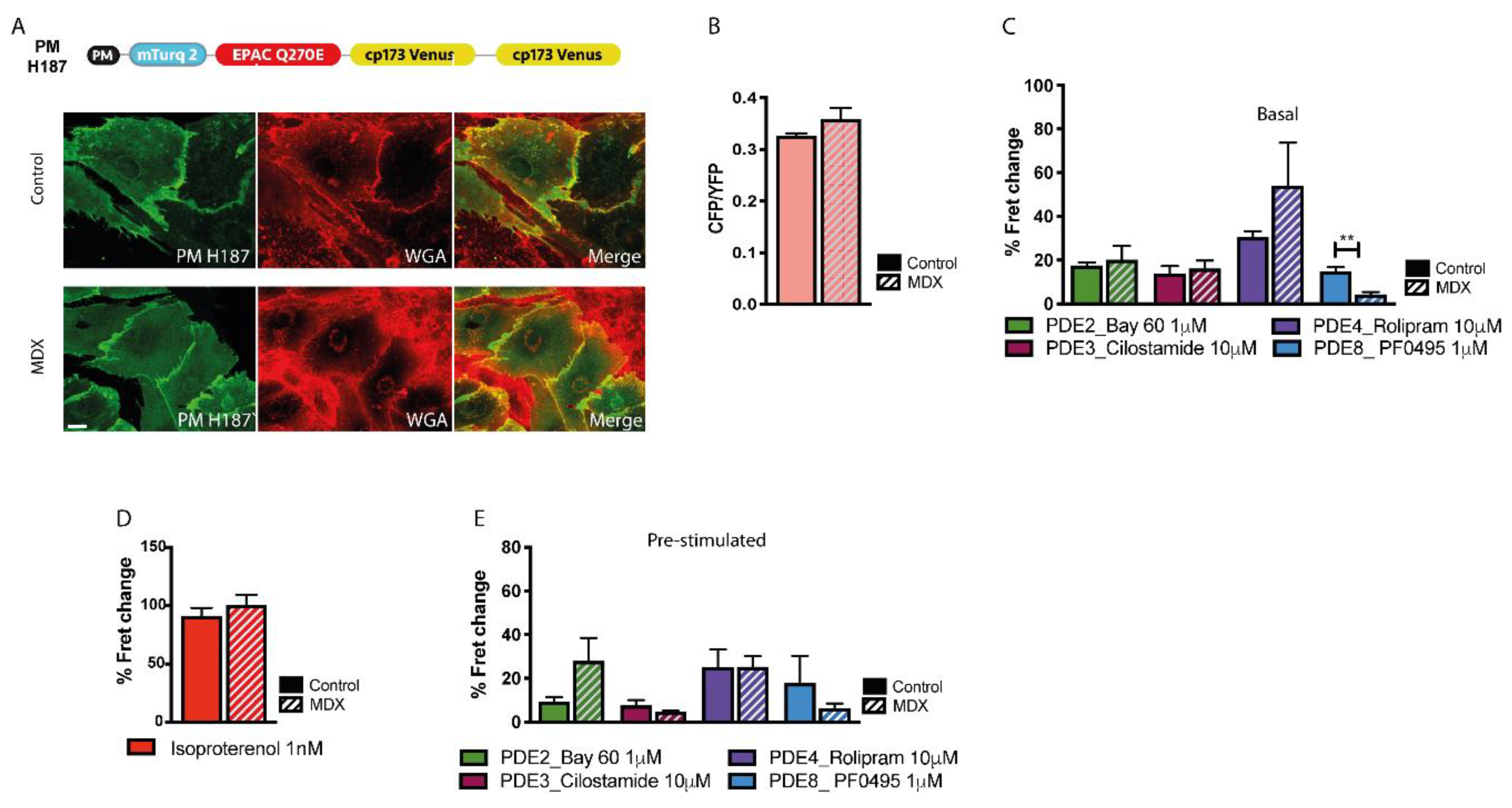Ijms 21 07056 g005 Ijms 21 07056 g005
