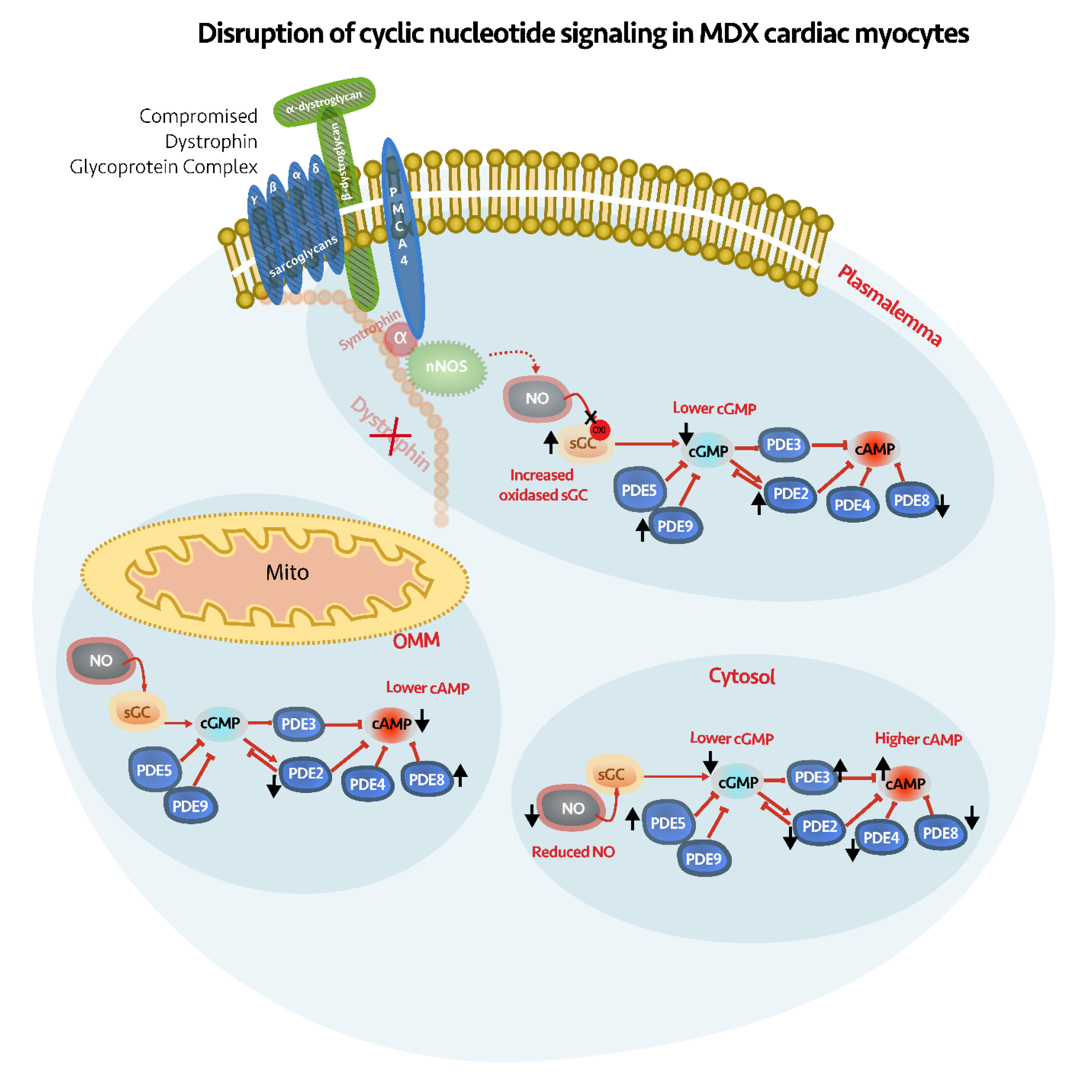 Ijms 21 07056 g007 Ijms 21 07056 g007
