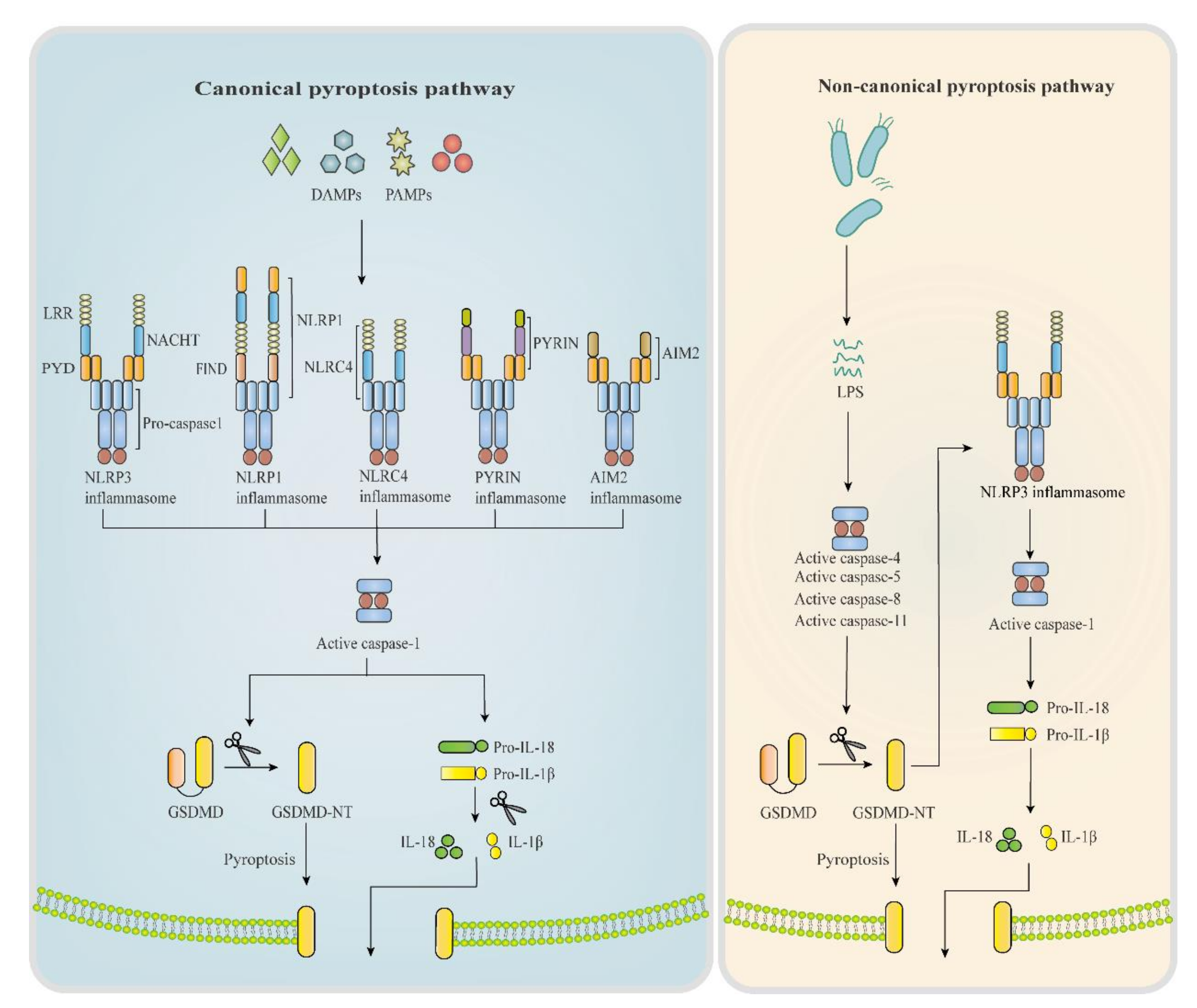 Ijms Free Full Text New Insights Into The Mechanisms Of Pyroptosis And Implications For Diabetic Kidney Disease Html