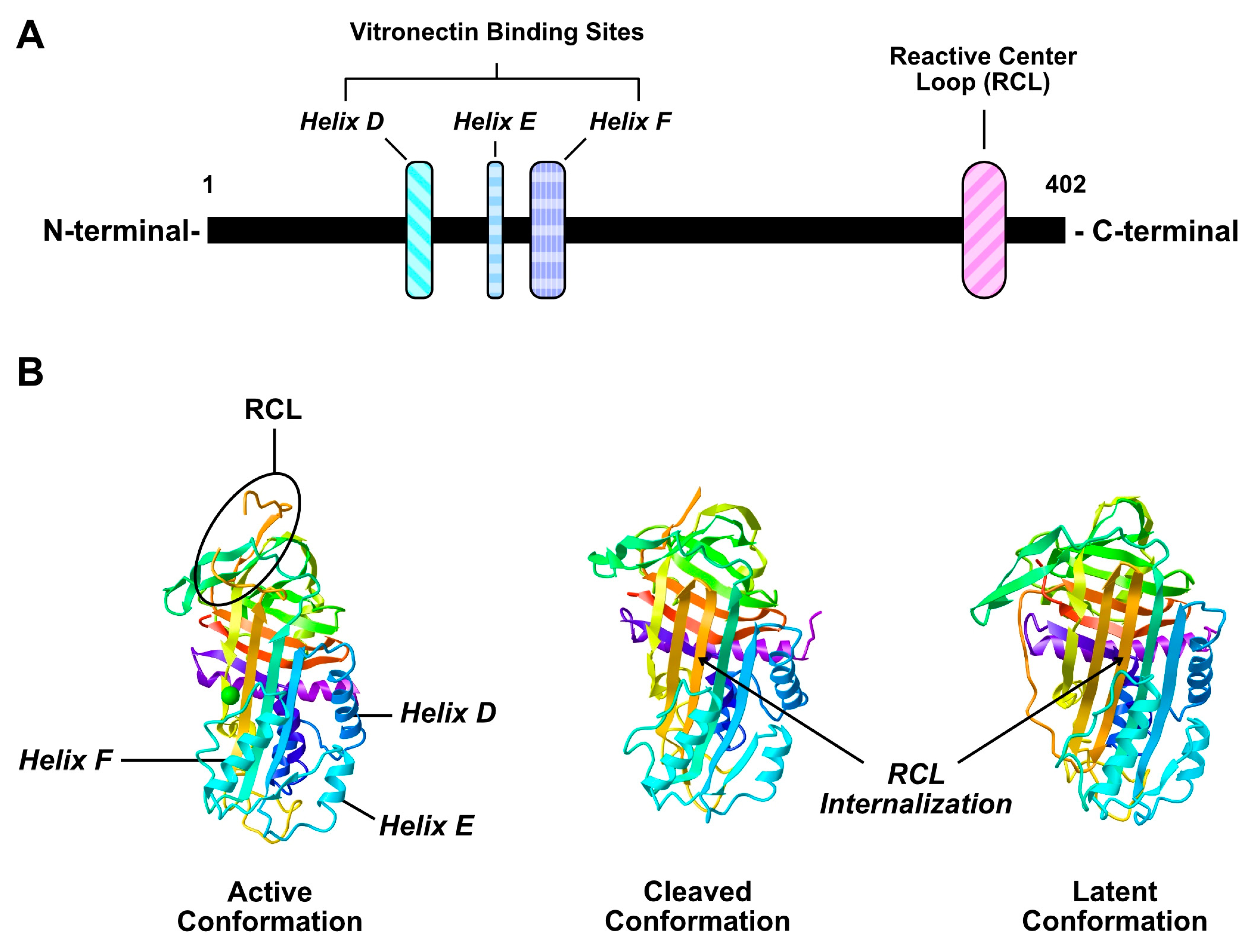 Plasminogen activator inhibitor-1 production is pathogenetic in