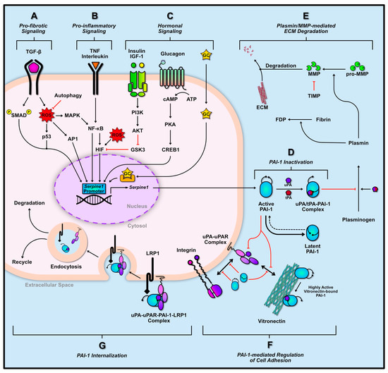 Plasminogen Activator Inhibitor-1 Is a Marker and a Mediator of