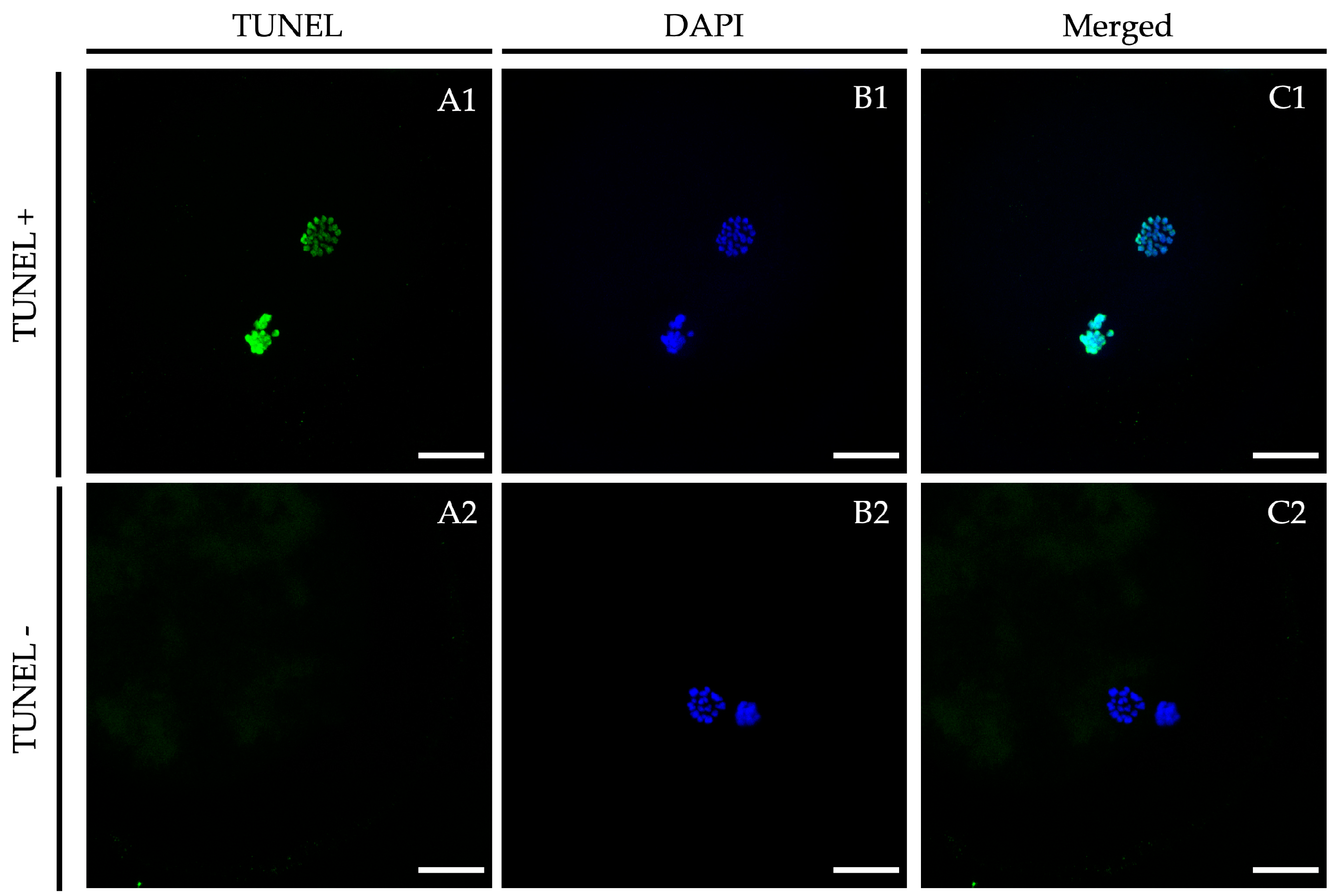 Ijms 21 07067 g003 Ijms 21 07067 g003