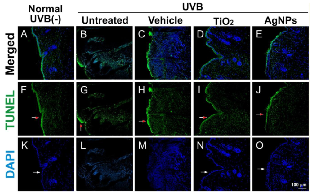 Ijms 21 07082 g007 Ijms 21 07082 g007