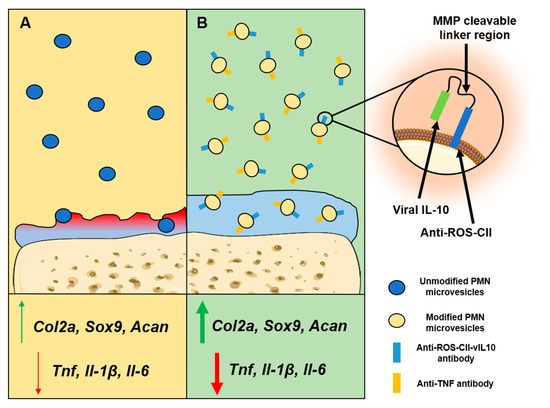 The Role and Impact of Extracellular Vesicles in the