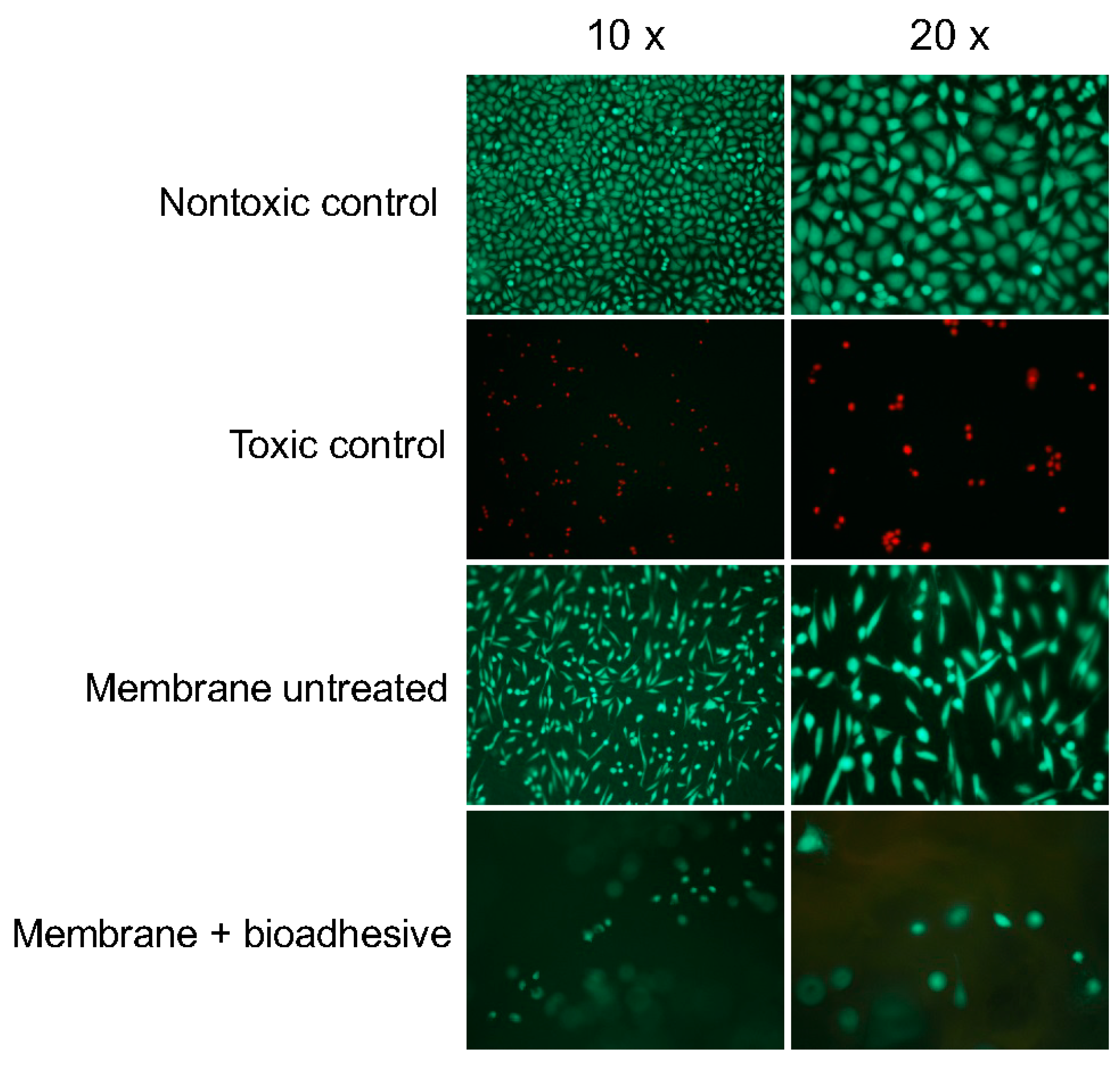 Ijms 21 07104 g004 Ijms 21 07104 g004