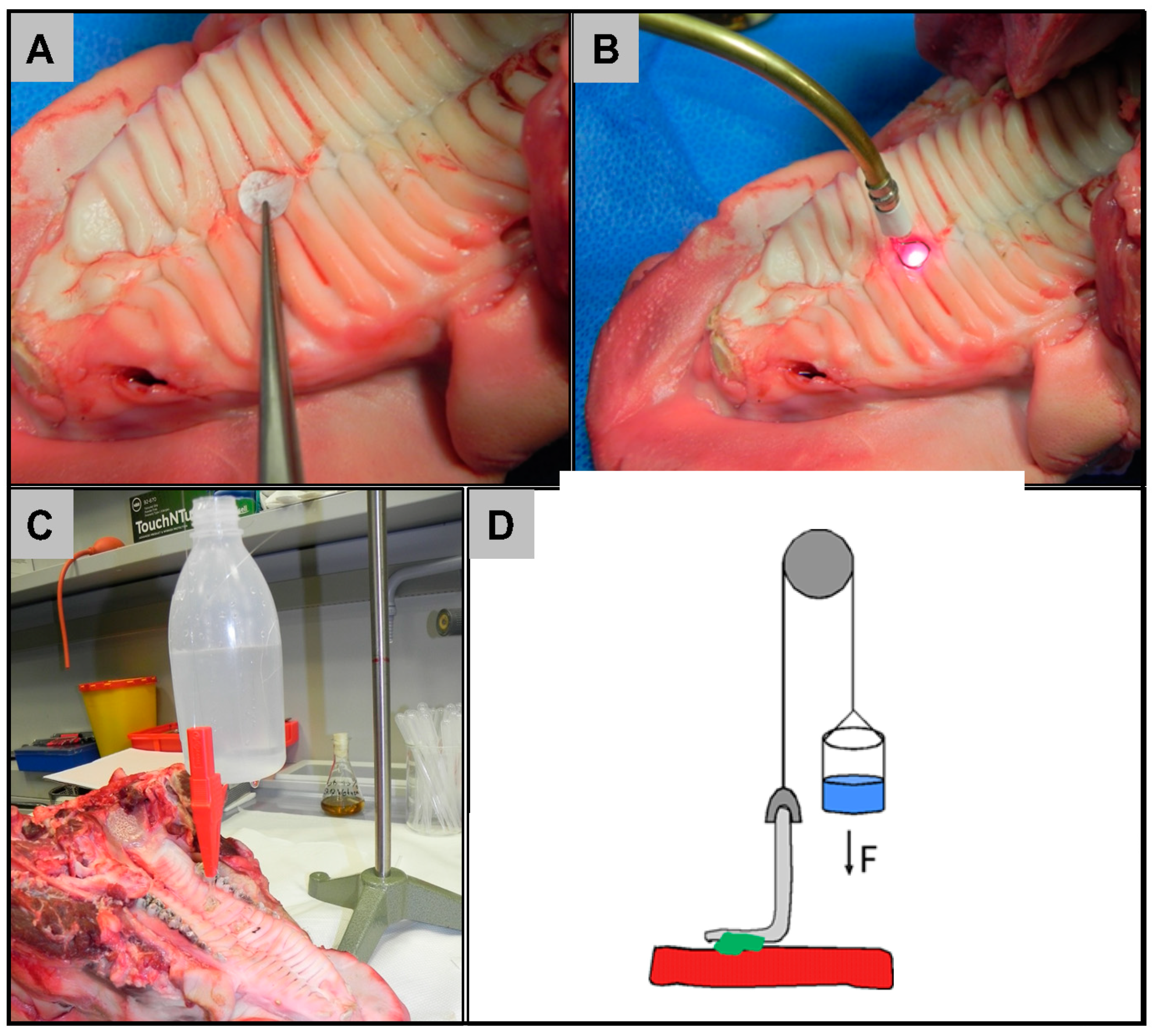 Ijms 21 07104 g007 Ijms 21 07104 g007