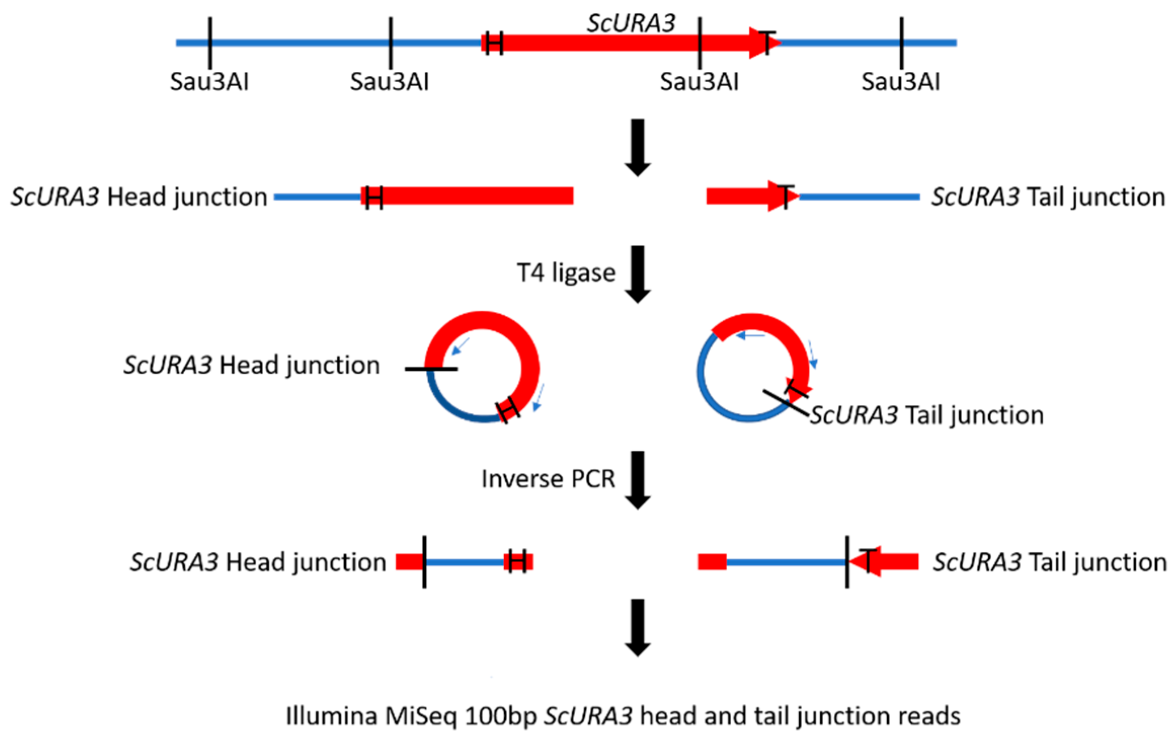 Ijms 21 07112 g001 Ijms 21 07112 g001