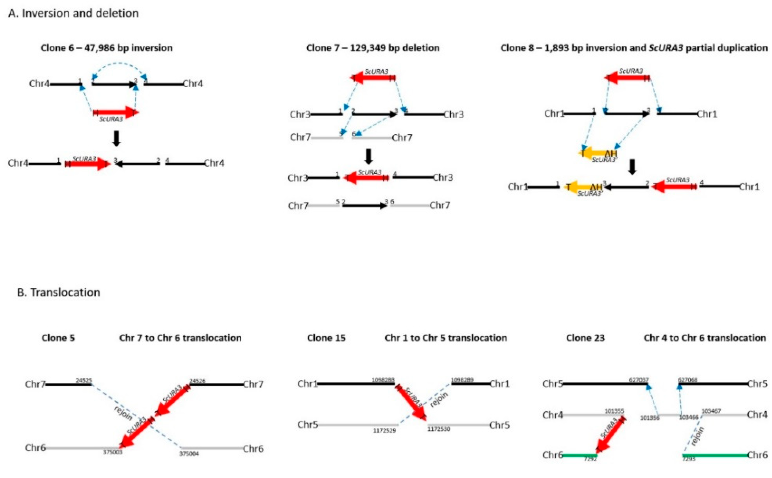 Ijms 21 07112 g003 Ijms 21 07112 g003