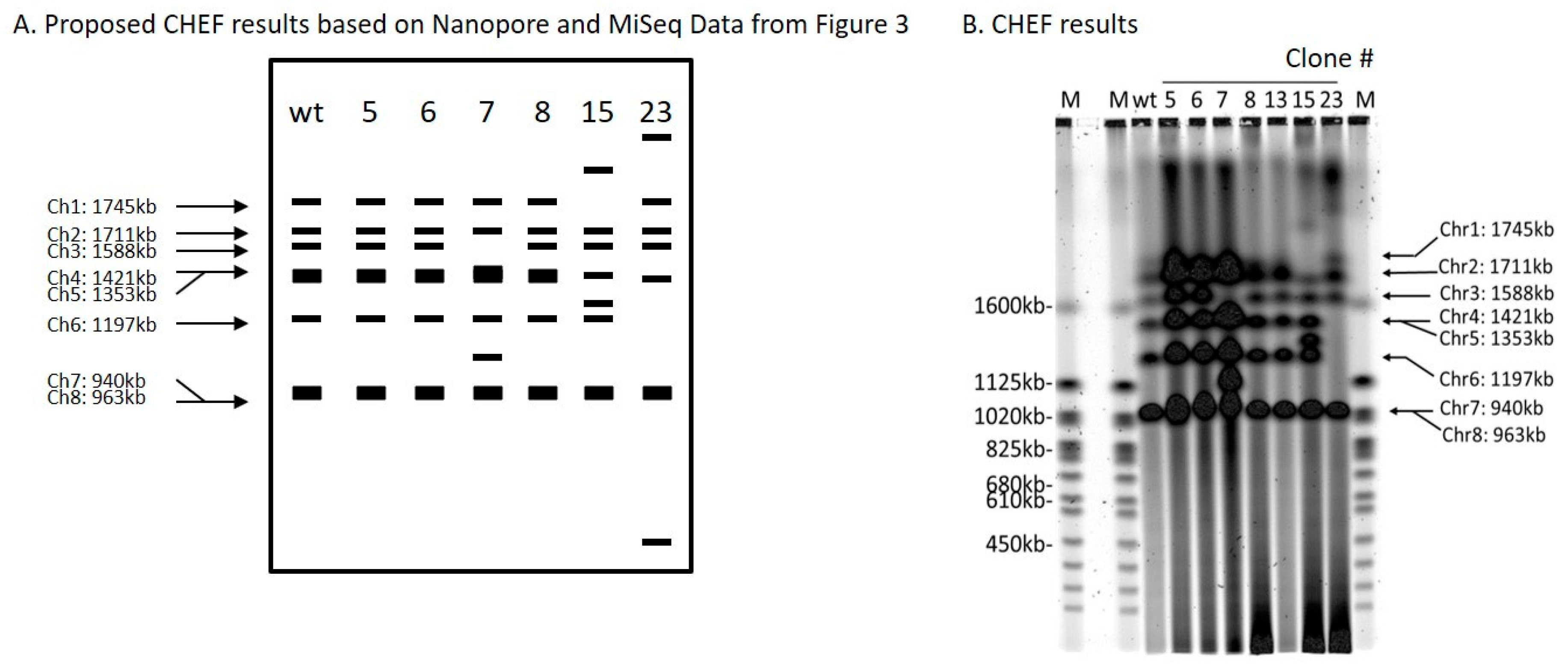 Ijms 21 07112 g004 Ijms 21 07112 g004