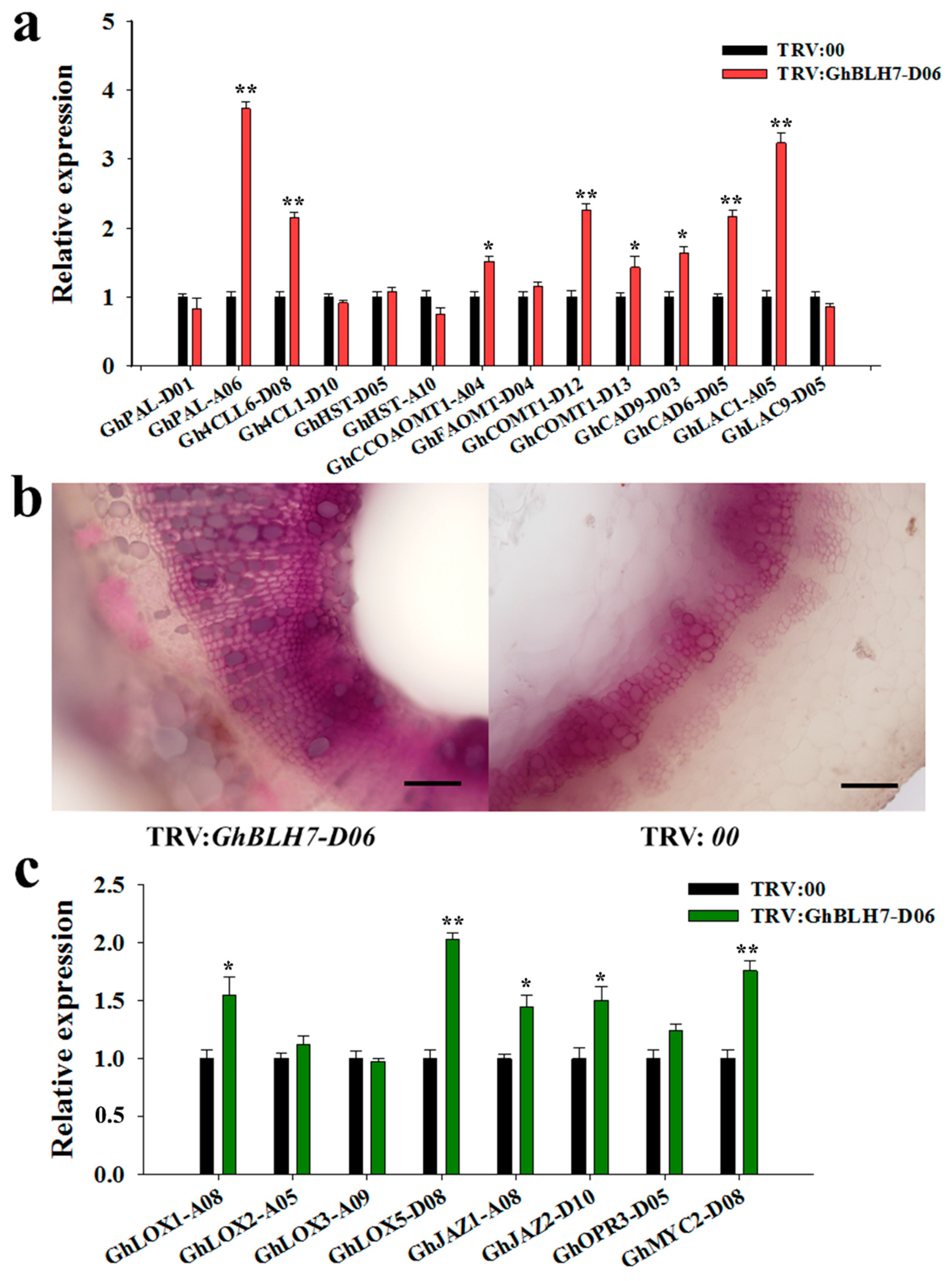 Ijms 21 07126 g004 Ijms 21 07126 g004