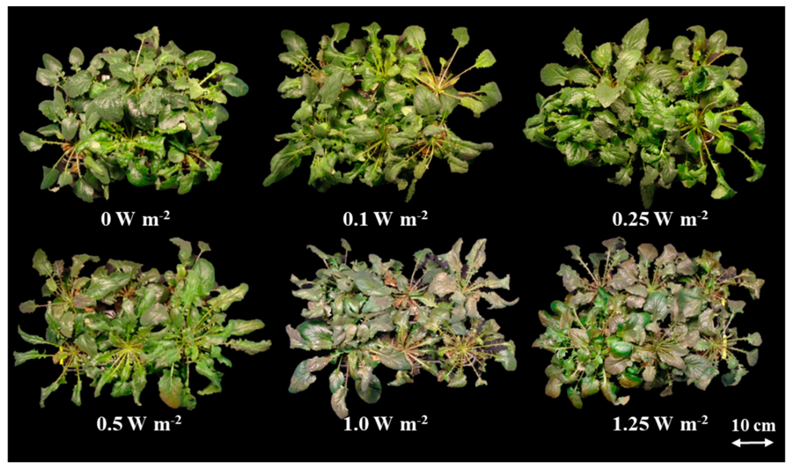 Ijms 21 07134 g002 Ijms 21 07134 g002