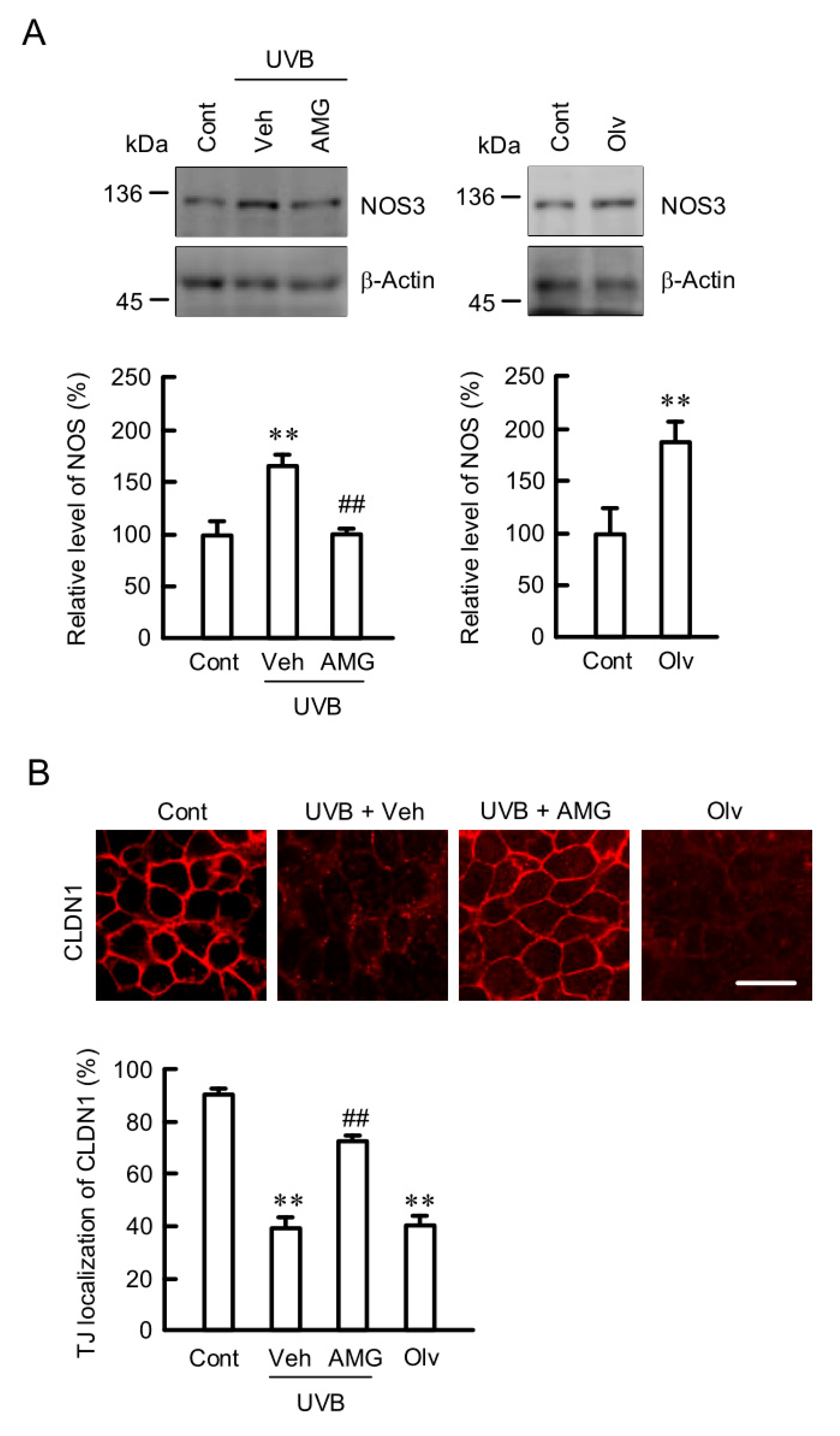 Ijms 21 07138 g008 Ijms 21 07138 g008
