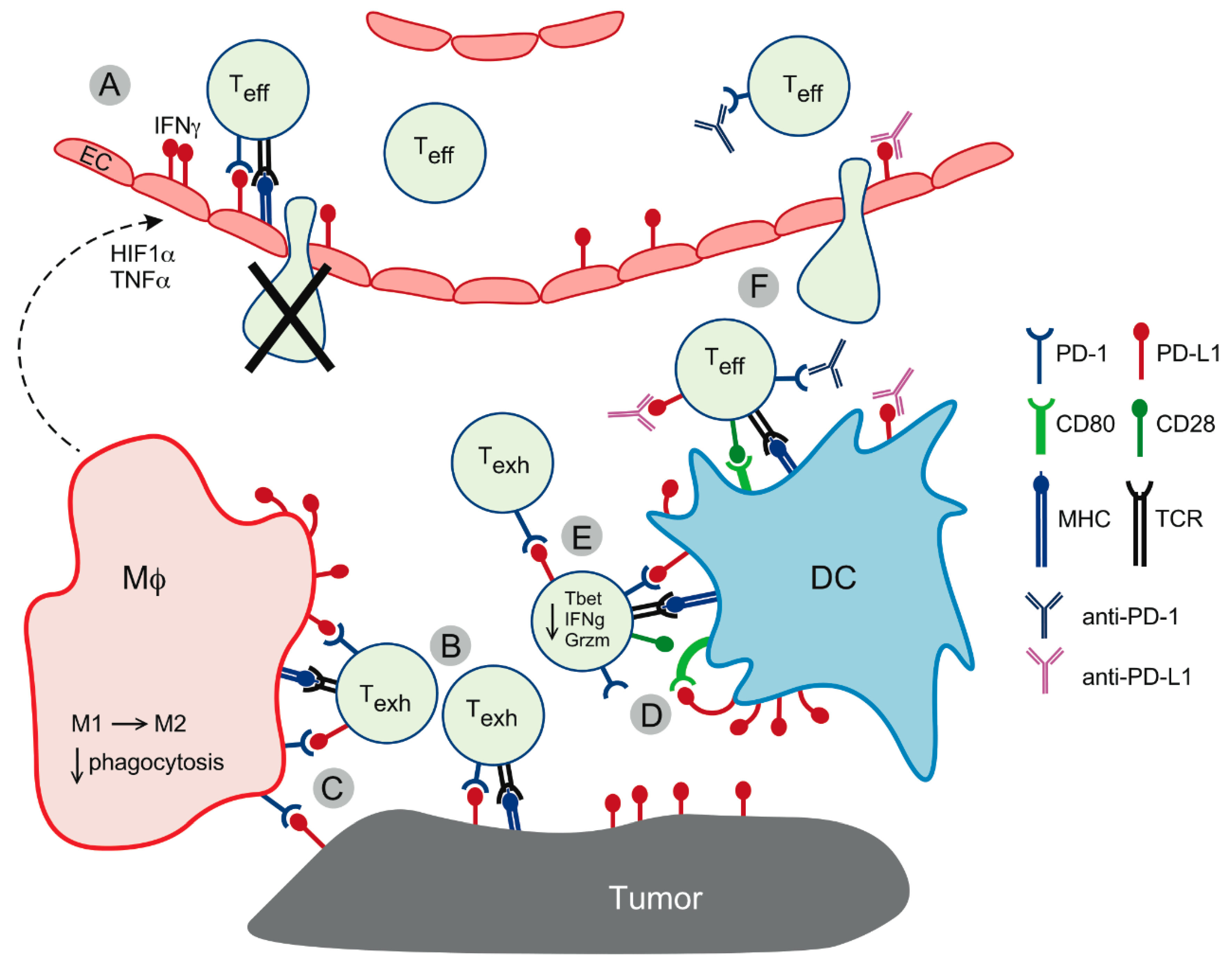 Ijms 21 07139 g002 Ijms 21 07139 g002