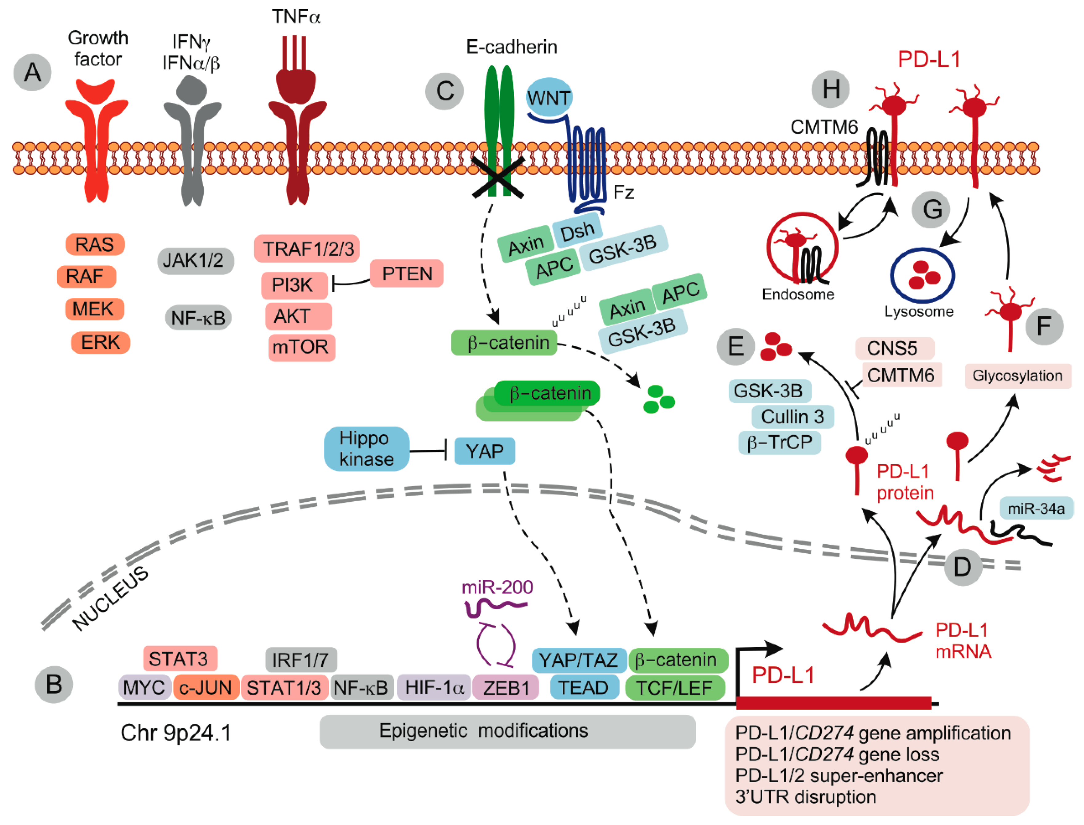 Ijms Free Full Text Spatial And Temporal Changes In Pd L1